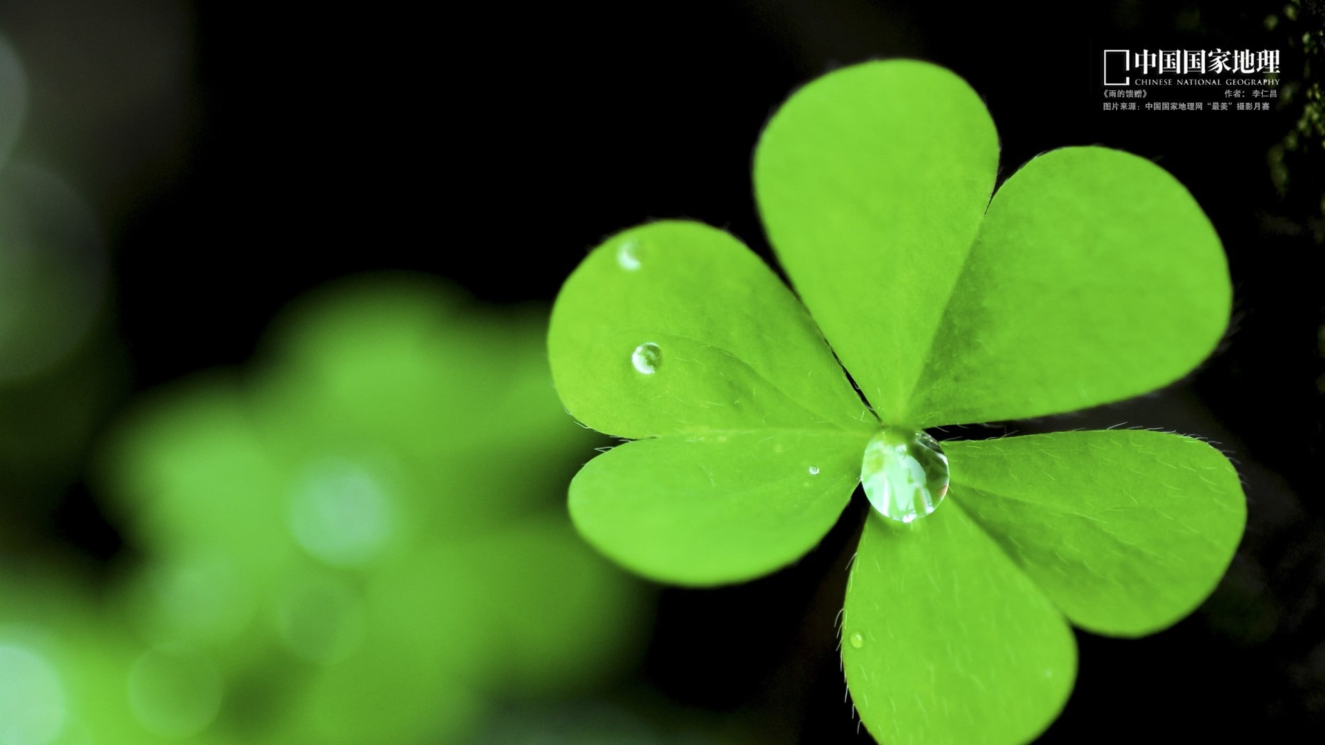 growth, close-up, black background, leaf, nature, beauty in nature, positive emotion, lucky, freshness, heart shape, no people, leafed, vulnerability, HD Wallpaper