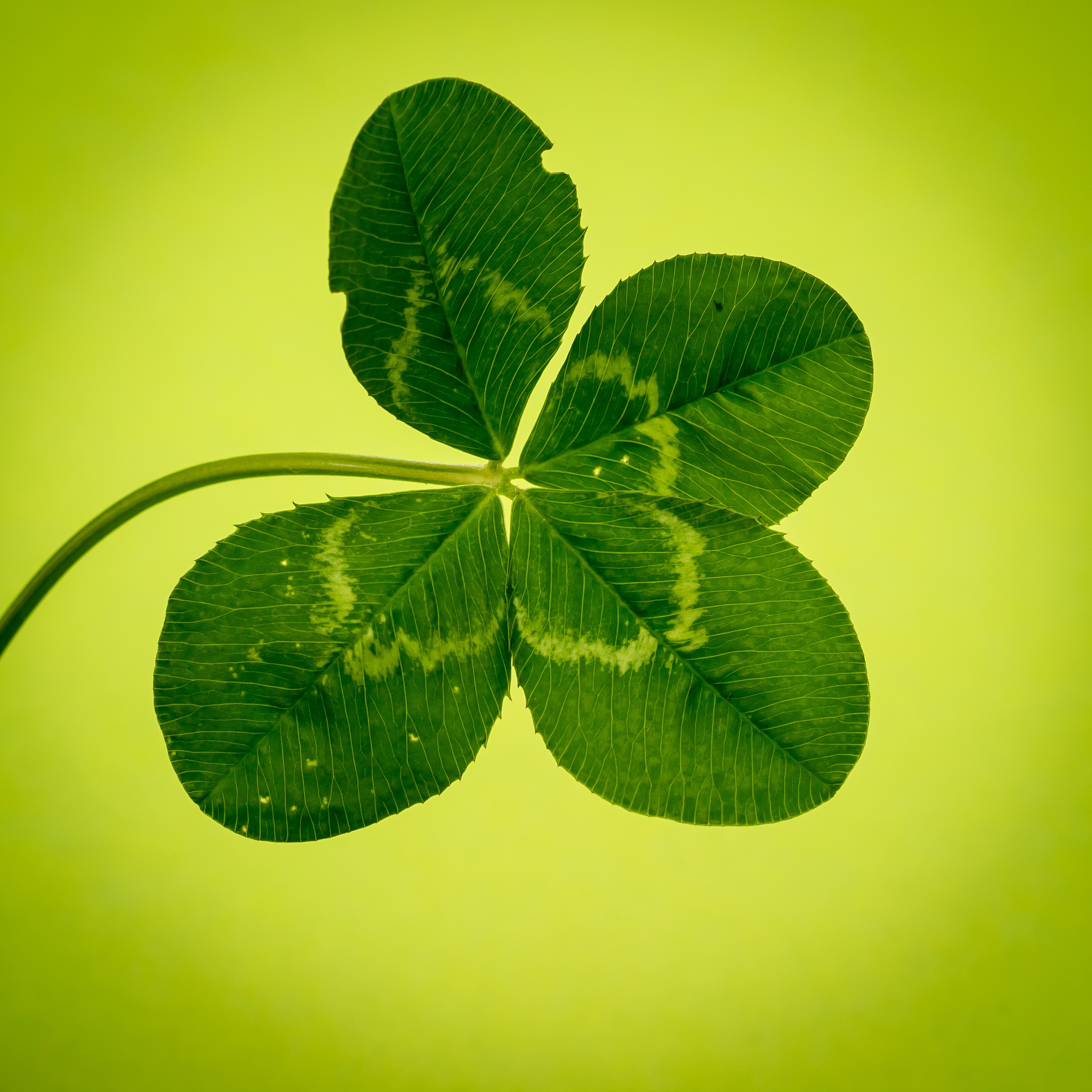 natural pattern, four leaf clover, luck, selective focus, close-up, nature, klee, green, herb, plant, no people, symbol, vierblättrig, lucky clover, beauty in nature, Phone HD Wallpaper