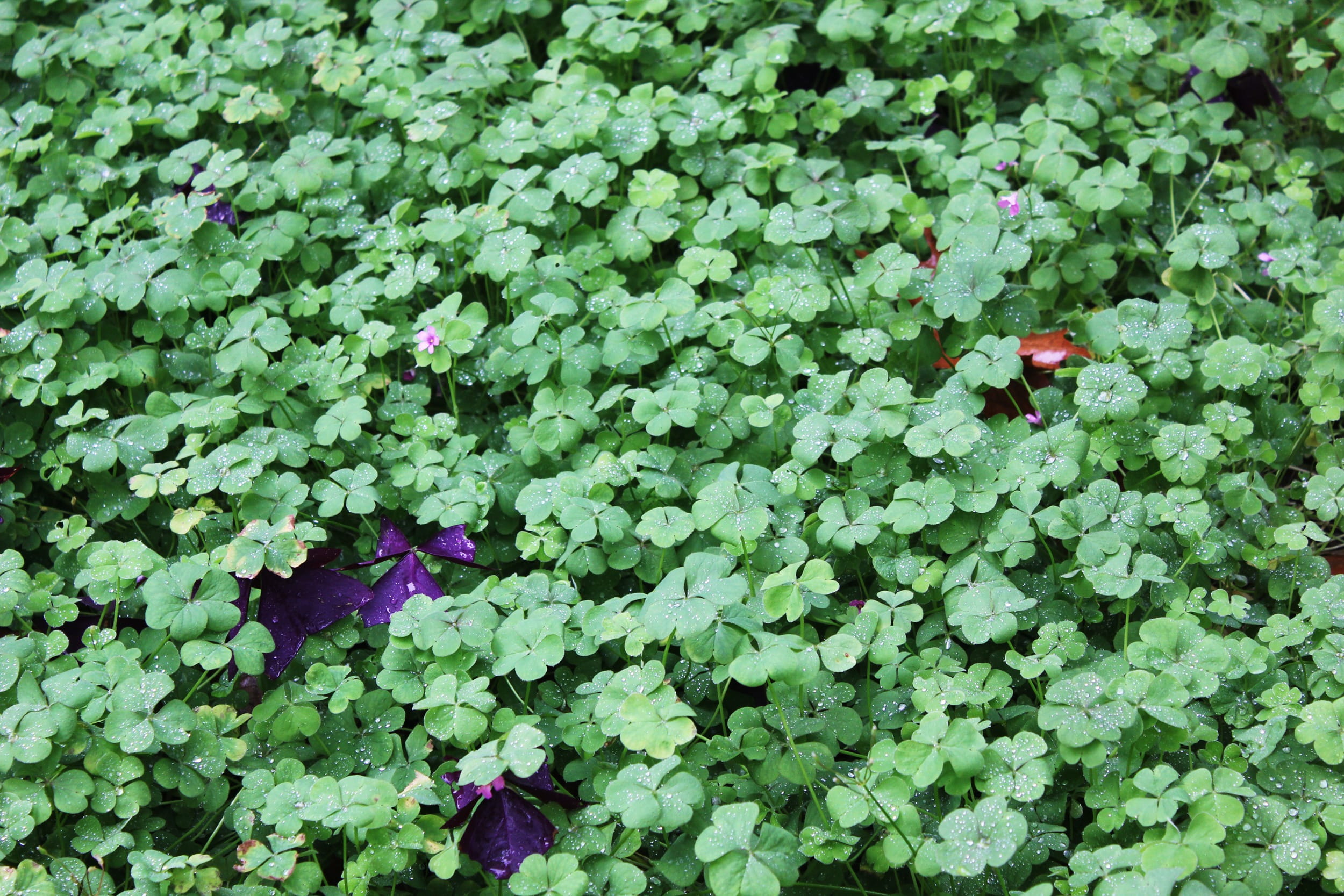Luck, no people, flowering plant, green color, Clover, outdoors, full frame, leaf, 1080P, growth, day, plant part, freshness, backgrounds, vulnerability, HD Wallpaper