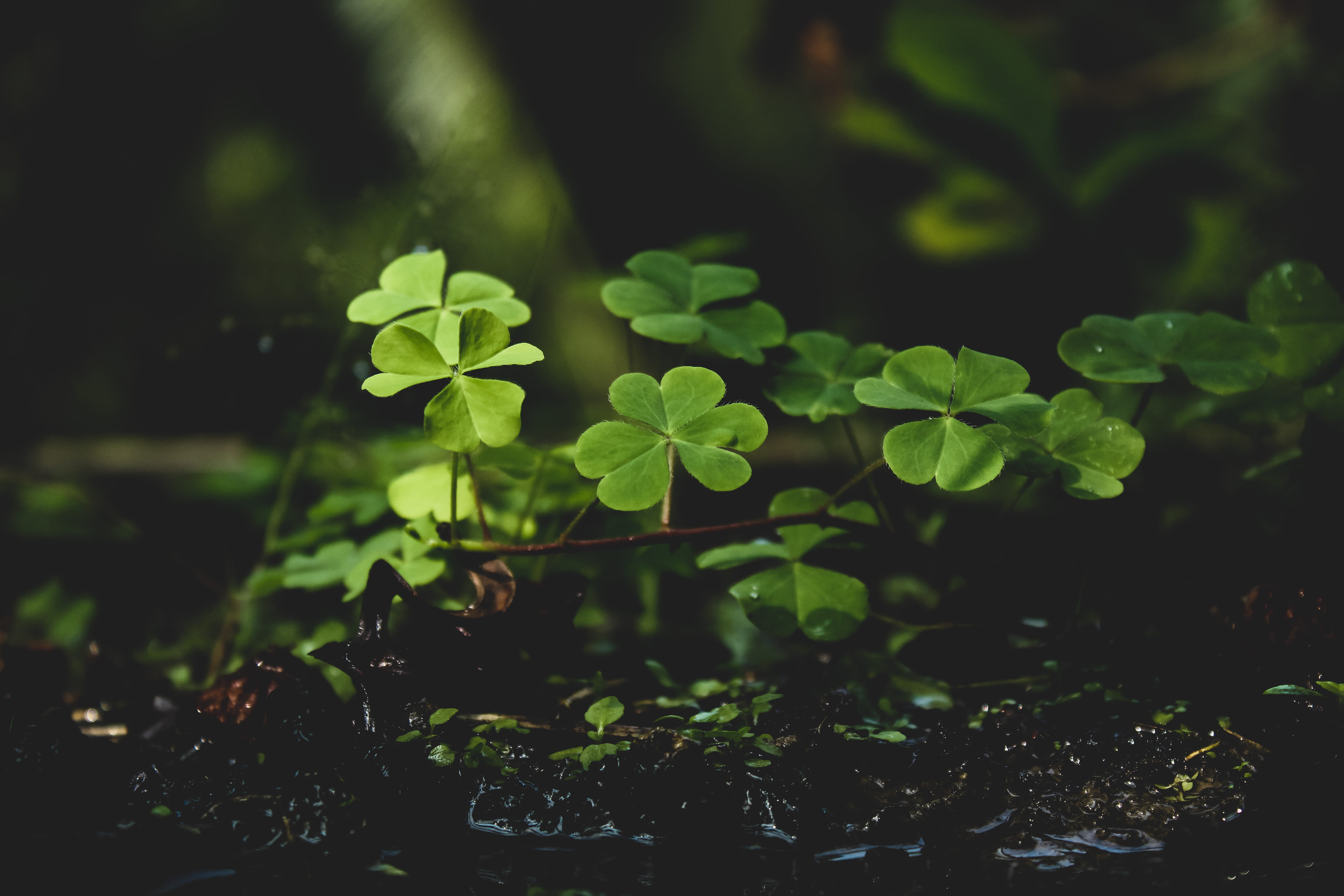 plant part, green color, plant, fragility, freshness, soil, water, flora, clover, garden, day, evergreen, lucky, purity, growth, green, plants, HD Wallpaper