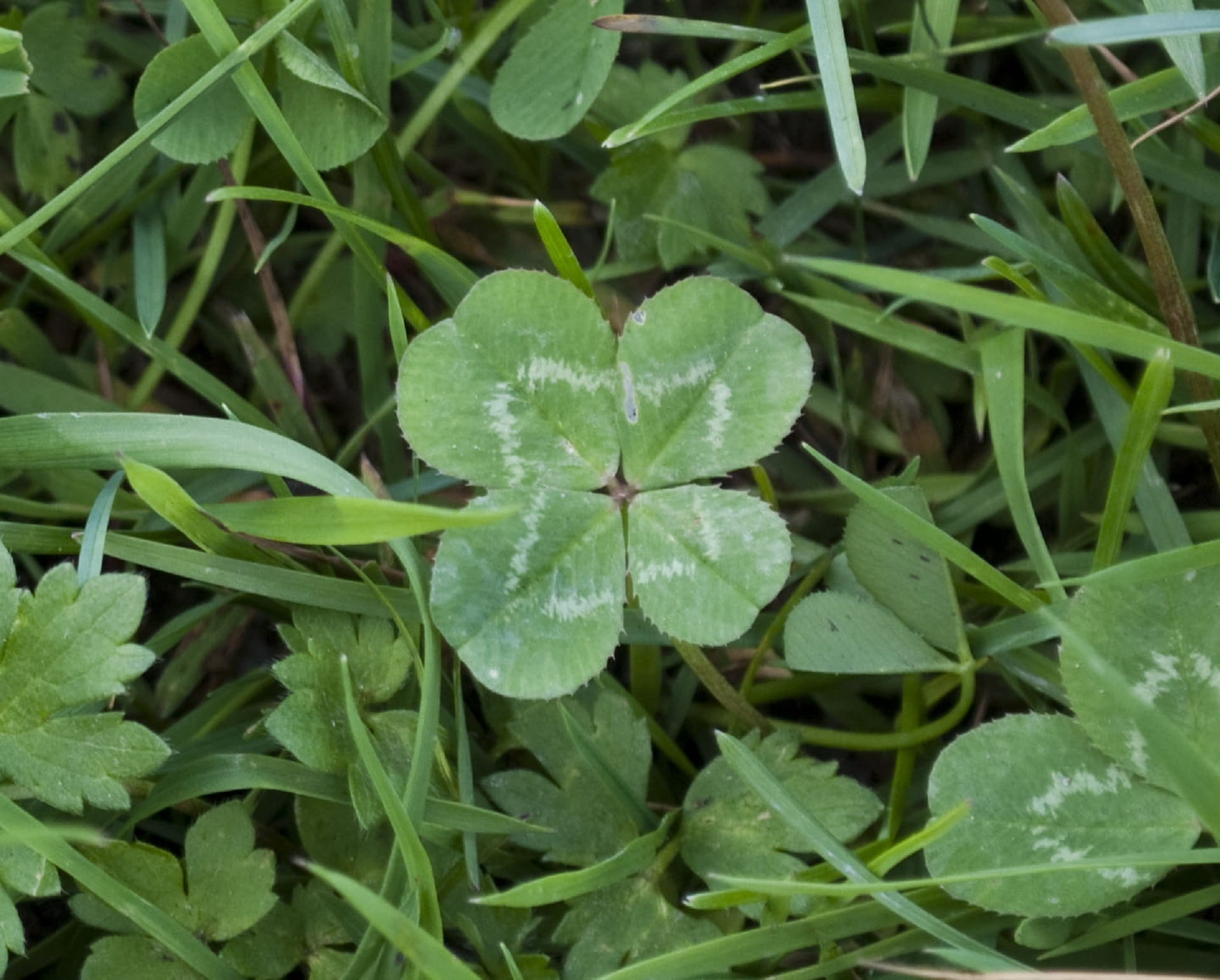 beauty in nature, Leaf, clover, green, pattern, field, day, drop, nature, high angle view, dew, meadow, Grass, season, leafed, plant, raindrop, plant part, HD Wallpaper