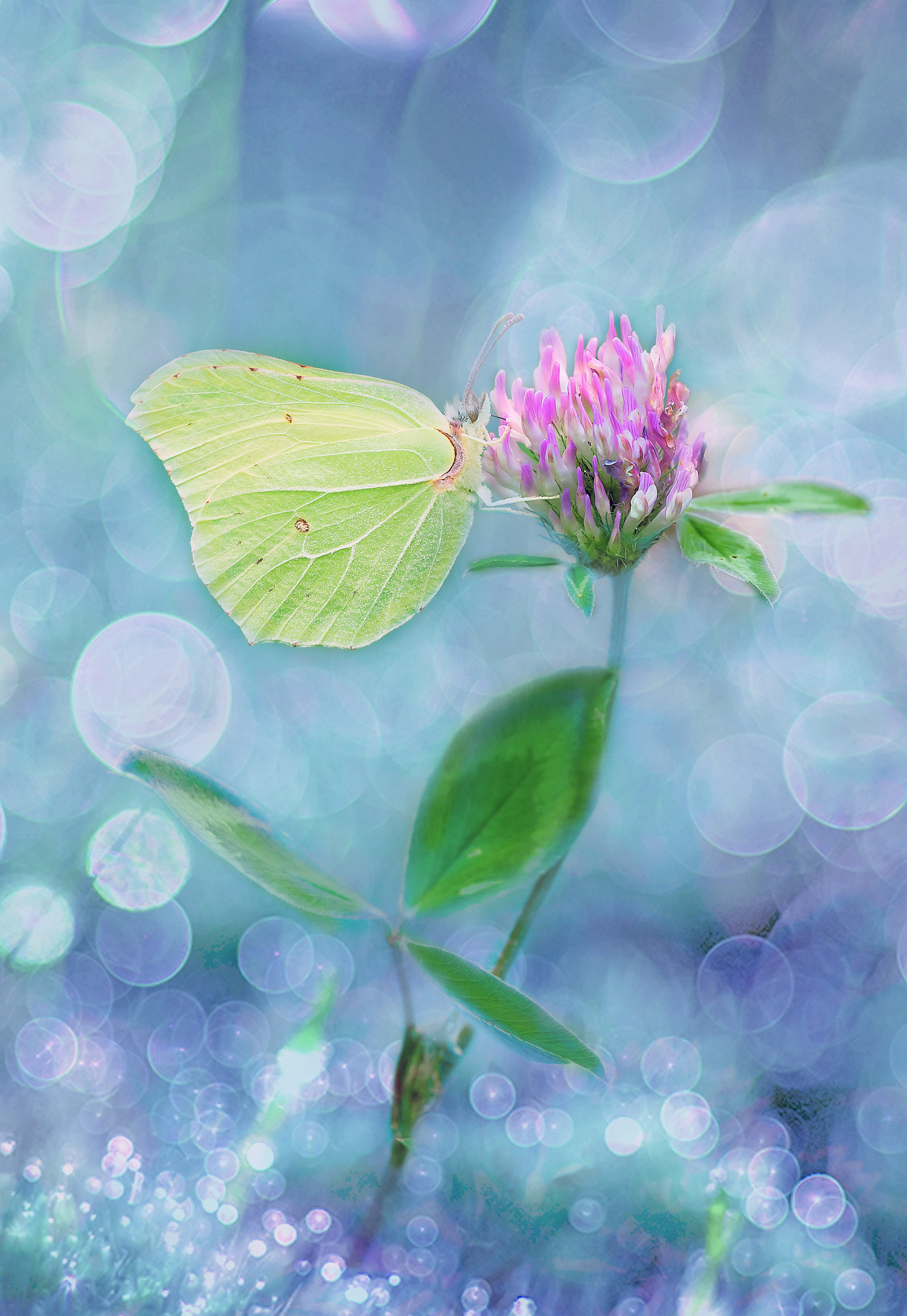 digital art, artistically, four leaf clover, flower meadow, flowers, klee, fragility, no people, freshness, macro photography, plant, meadow, green, day, Phone HD Wallpaper