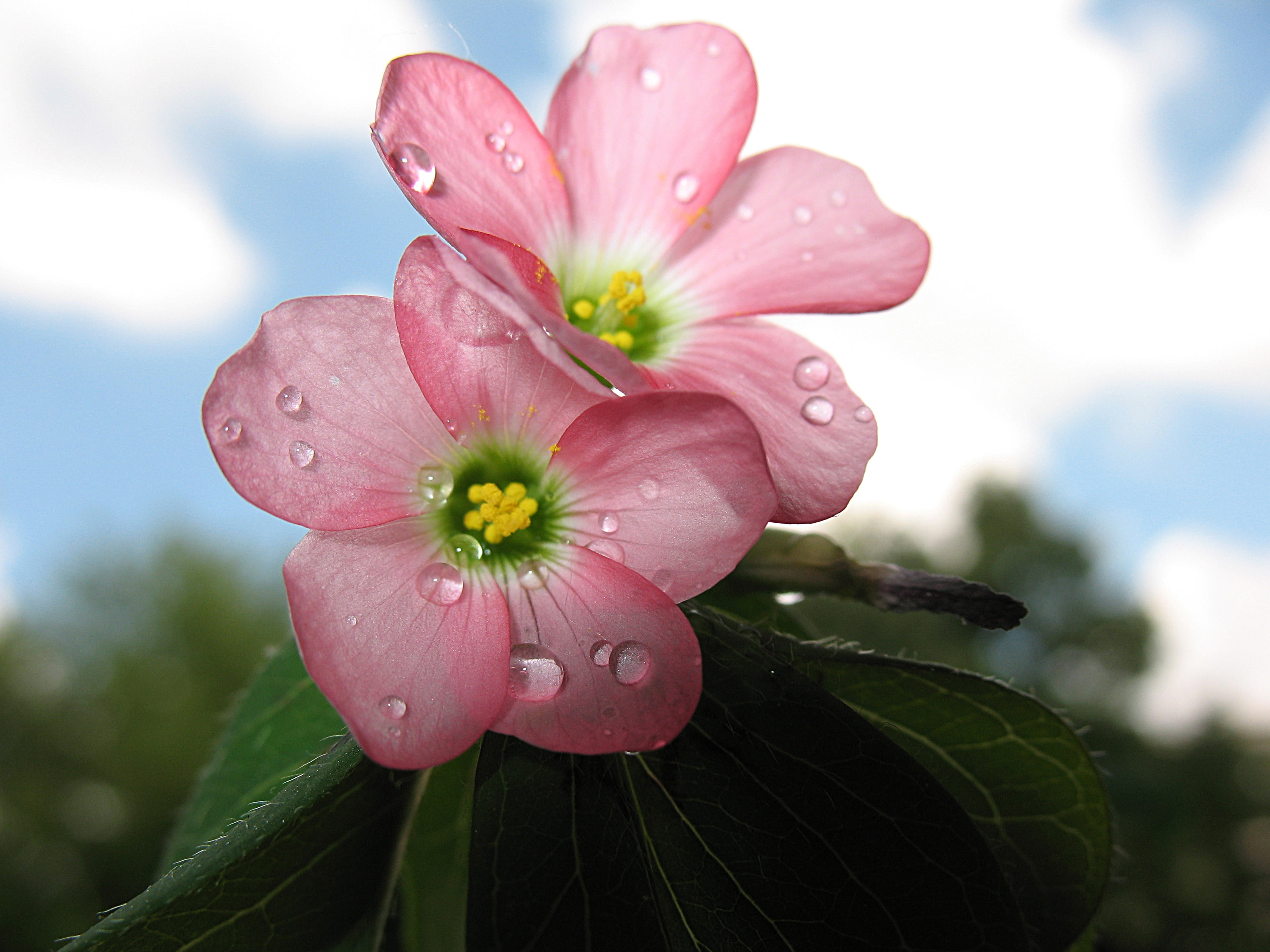 flower, pink, flowering plant, outdoors, growth, inflorescence, blossom, color, water, rain, pollen, springtime, close-up, nature, fragility, freshness, HD Wallpaper