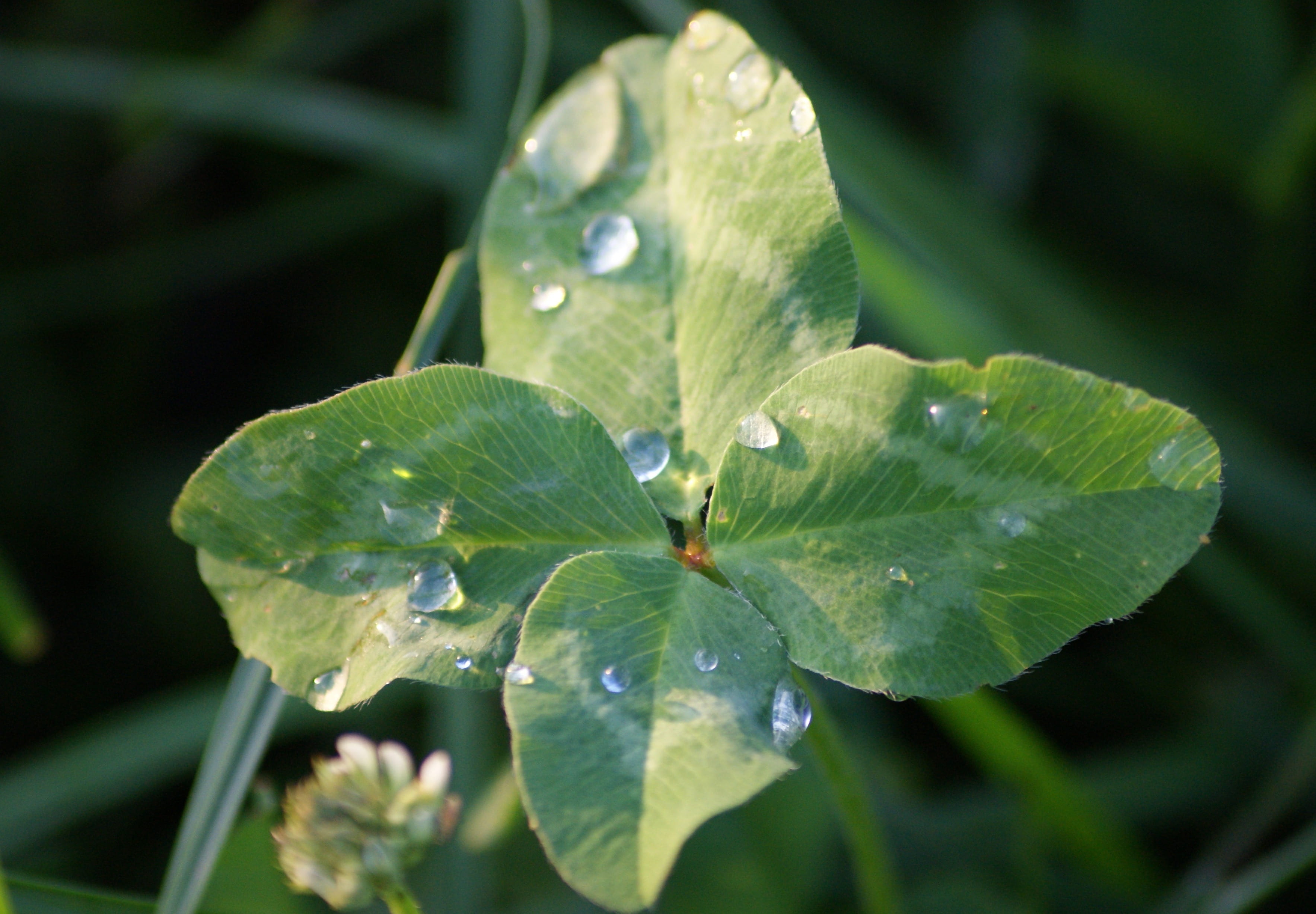 lucky messenger, day, water, plant, drop, one animal, outdoors, freshness, leafed, four leaf clover, luck, growth, no people, symbol of good luck, animal themes, HD Wallpaper