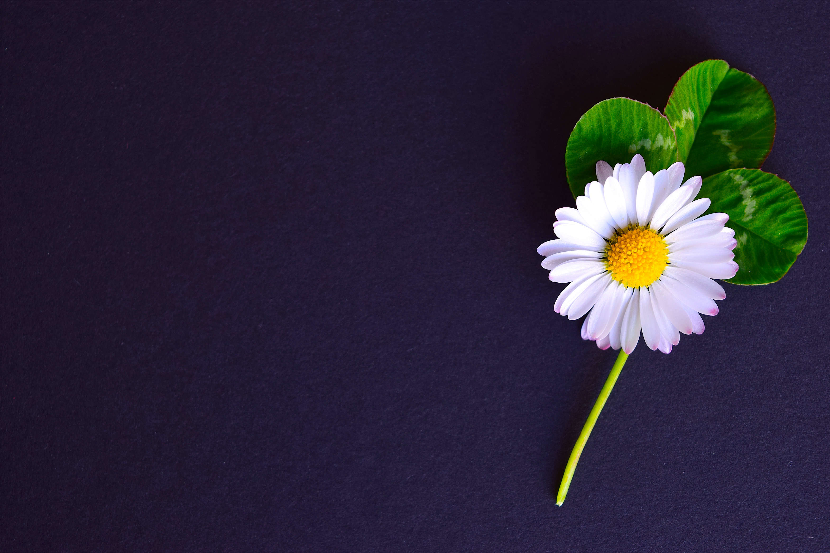 growth, fragility, studio shot, background, indoors, bloom, inflorescence, softness, four leaf clover, pollen, beauty in nature, yellow, copy space, plant, HD Wallpaper