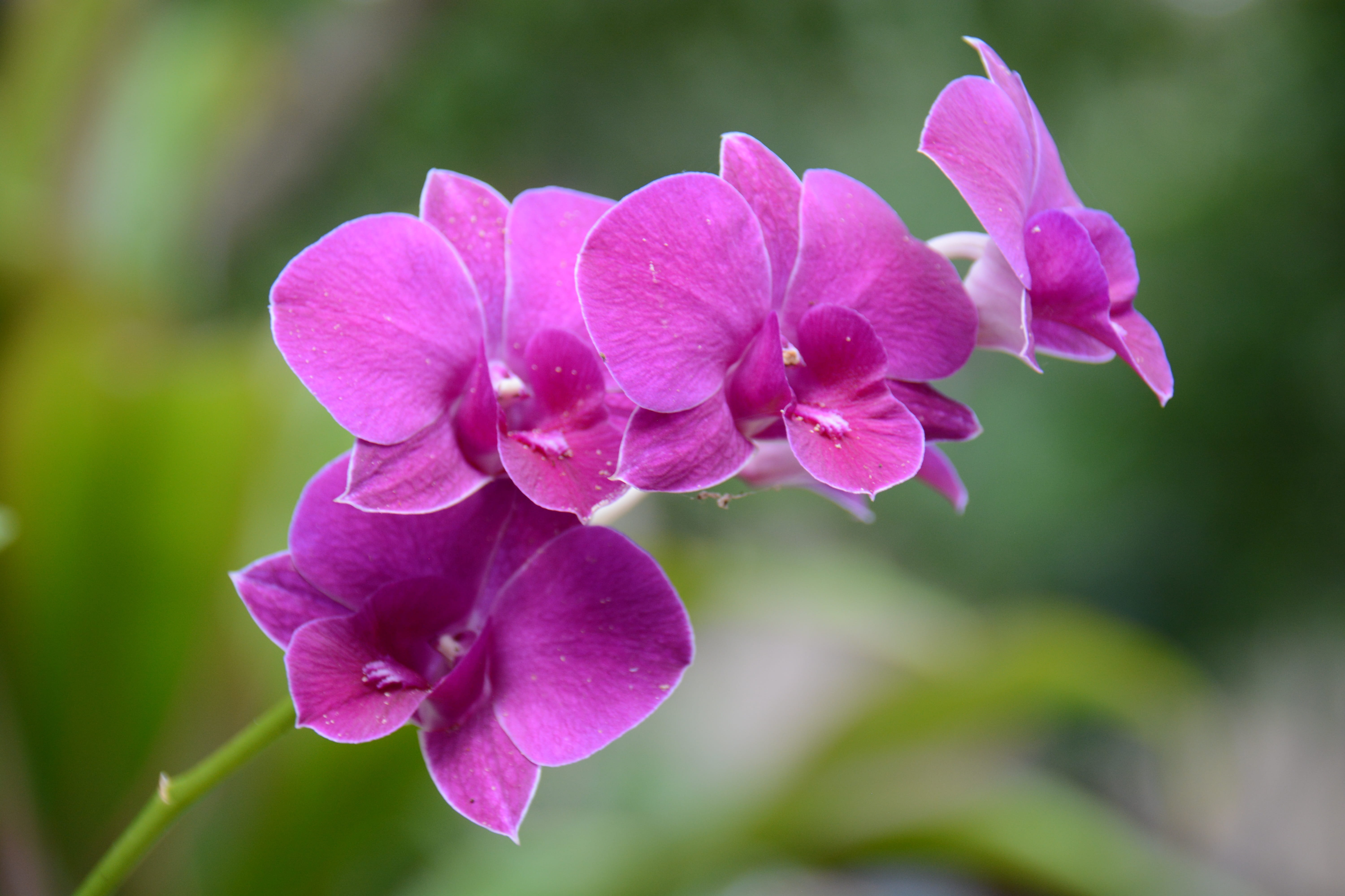 spider webs, purple, pink color, focus on foreground, growth, 5K, flowers, vulnerability, plant, flowering plant, day, petal, cho, refreshing, no people, HD Wallpaper