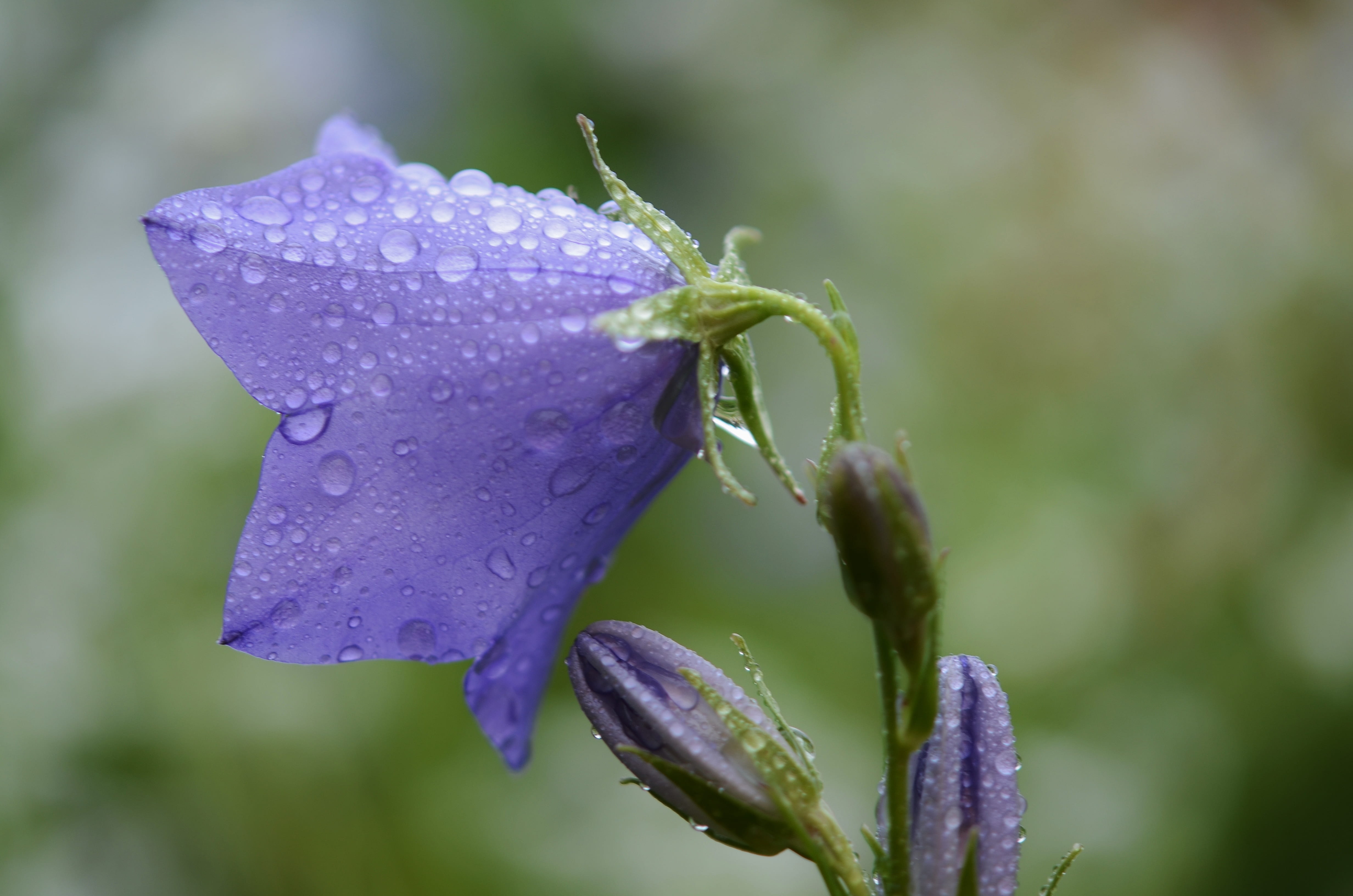 leaf, growth, garden, no people, raindrop, rain, campanula, blue, macro, petal, focus, inflorescence, purity, flower head, flowering plant, beauty in nature, HD Wallpaper