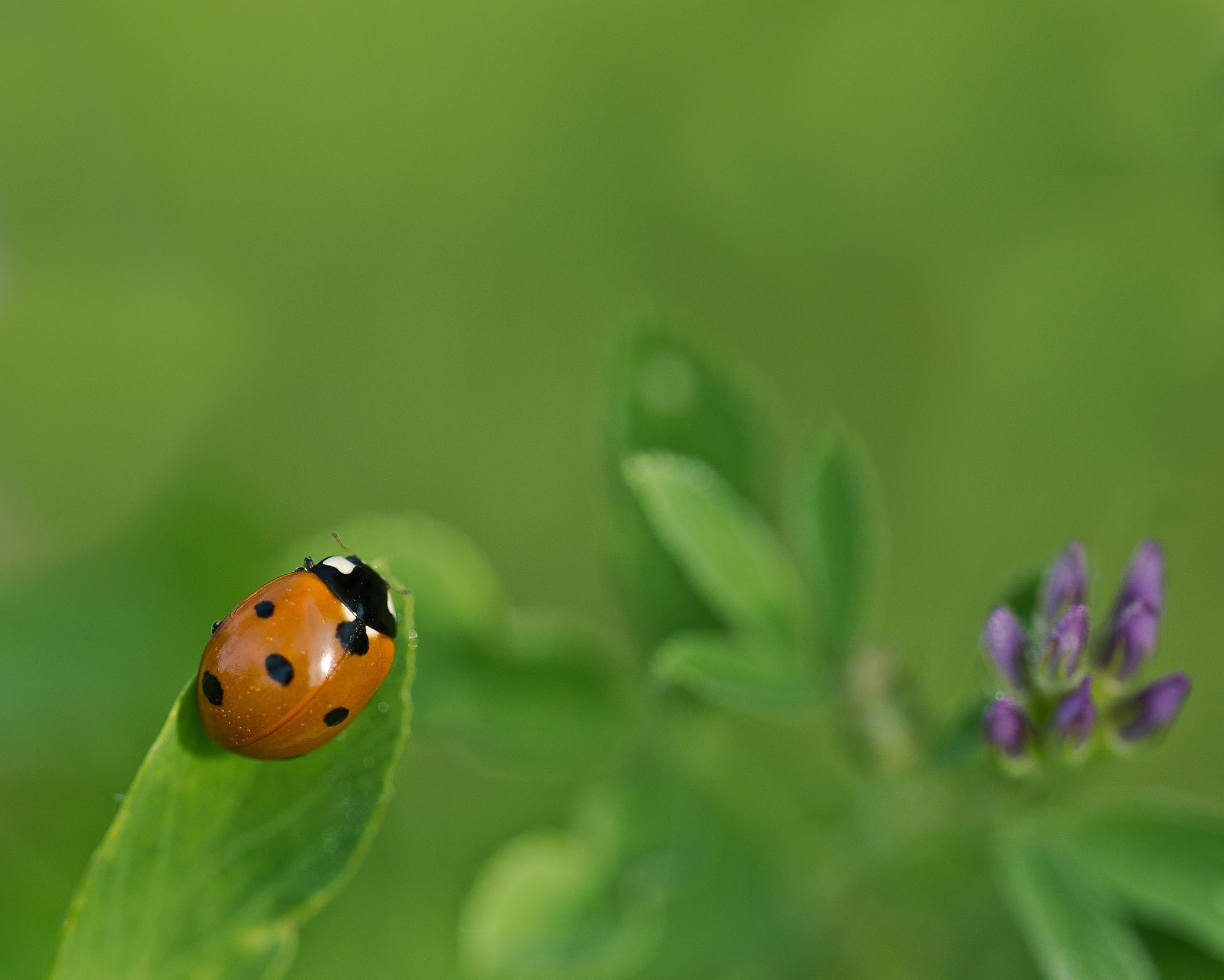 invertebrate, green color, outdoors, plant part, lucky charm, flowering plant, four leaf clover, points, animal themes, nature, plant, green background, HD Wallpaper