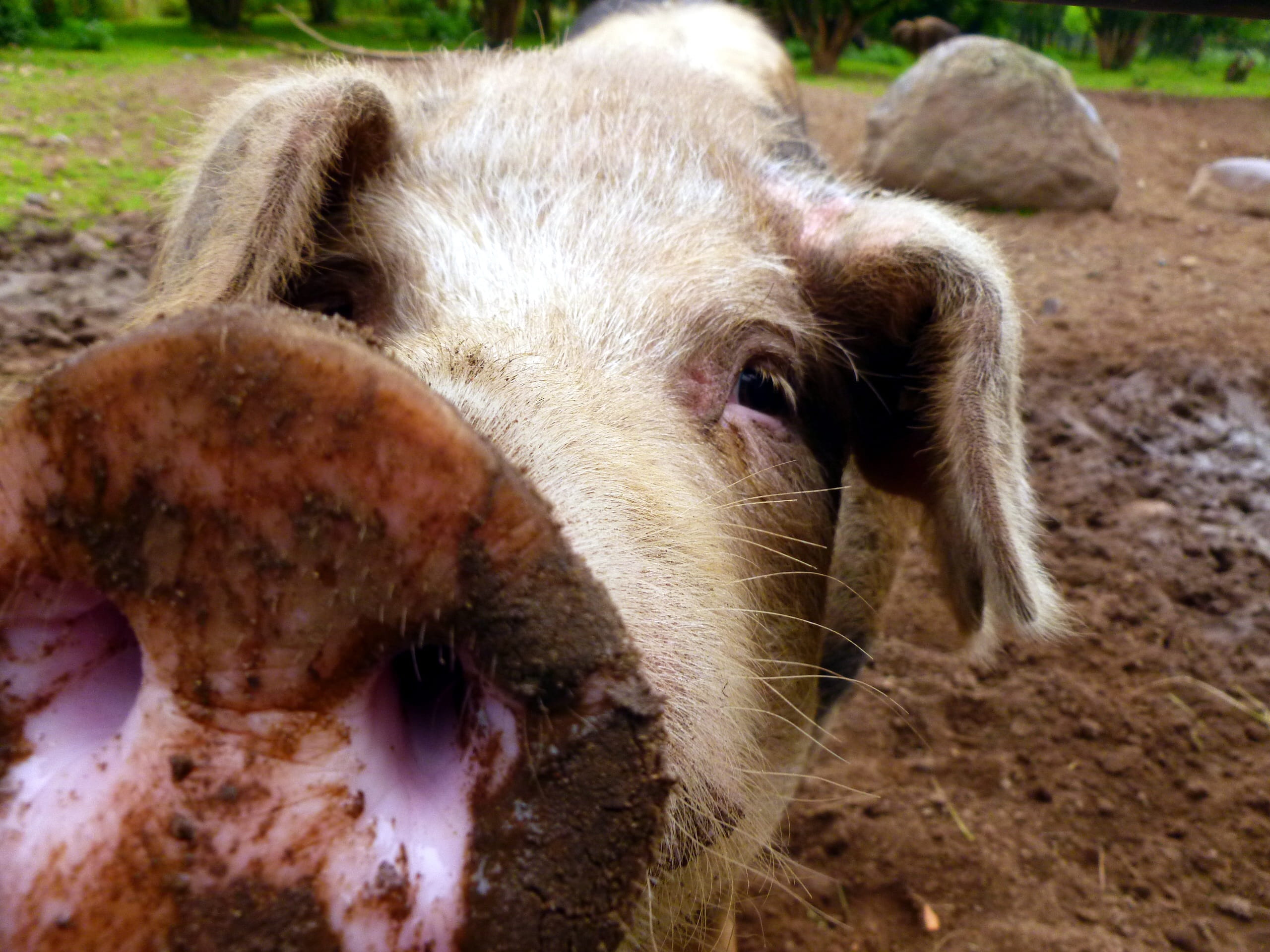 pets, animal world, dirty, agriculture, 2K, domestic animals, luck, animal portrait, animal mouth, domestic pig, lucky charm, Animals, close-up, head, HD Wallpaper