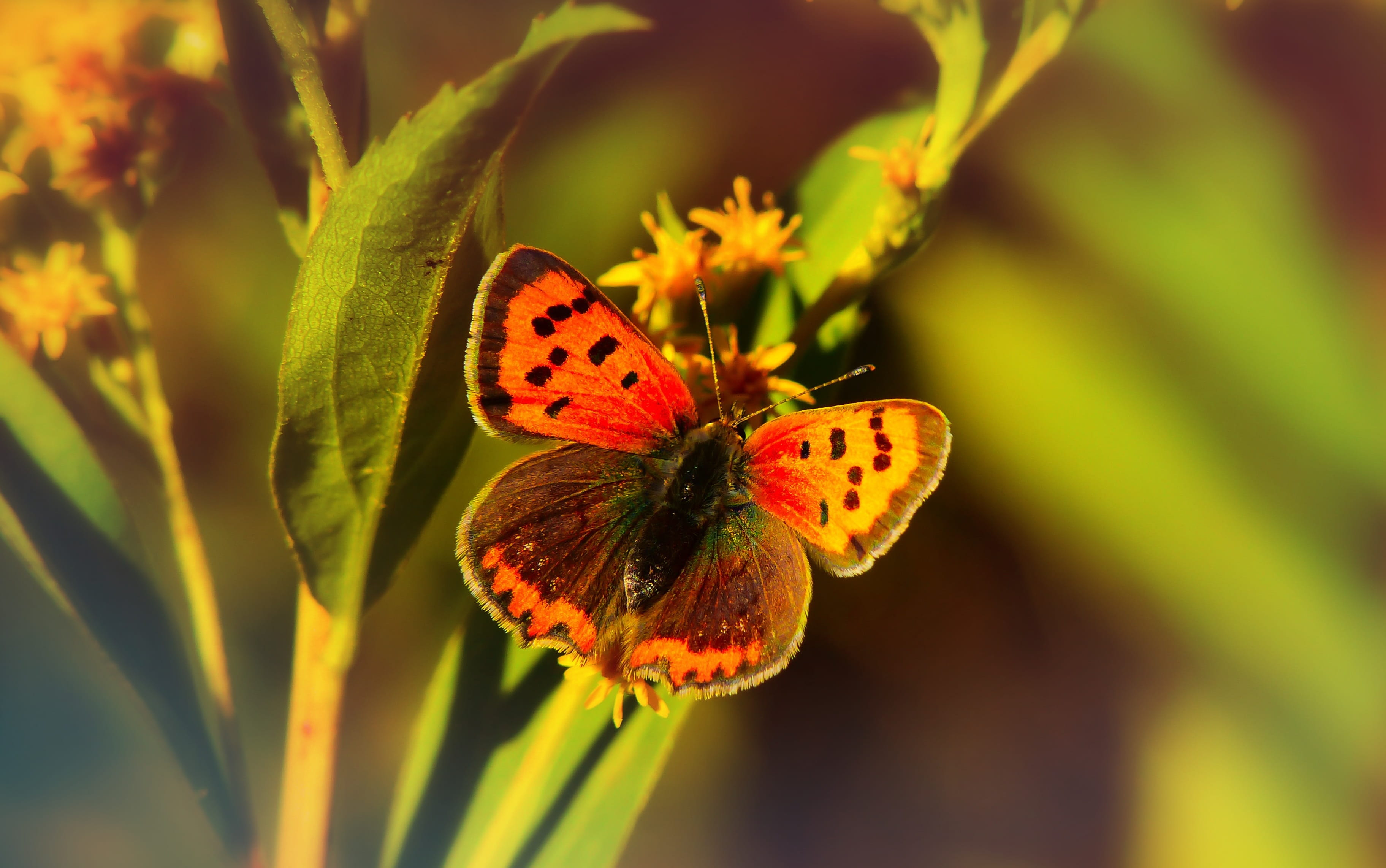 closeup, focus on foreground, animal wing, autumn, 2K, flower, animal wildlife, outdoors, at the court of, close-up, beauty in nature, invertebrates, animals in the wild, HD Wallpaper