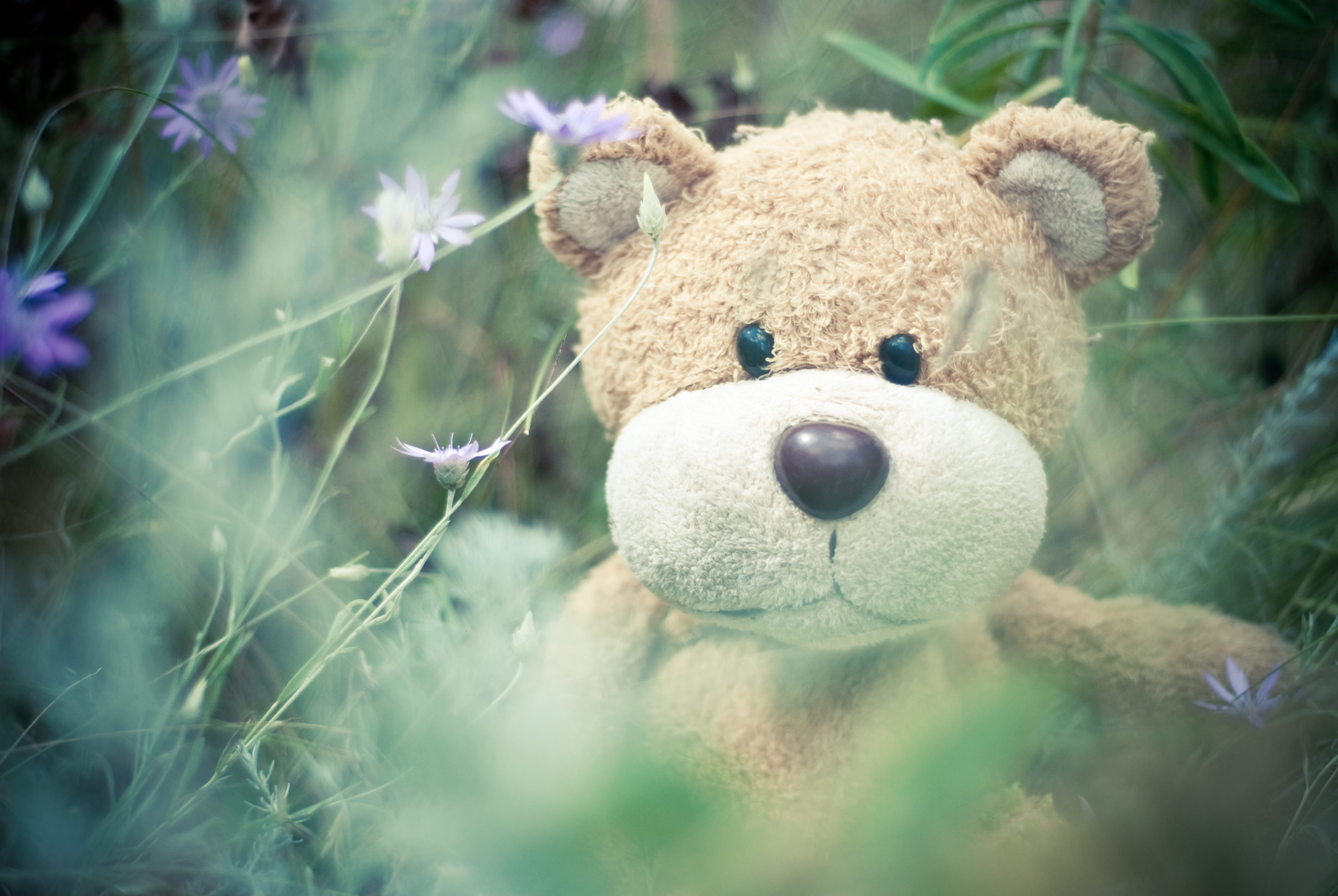 animal, day, confectionery, invertebrate, asteraceae, stuffed toy, flowering plant, frisbee, green, close-up, sweets, plush, selective focus, security, HD Wallpaper