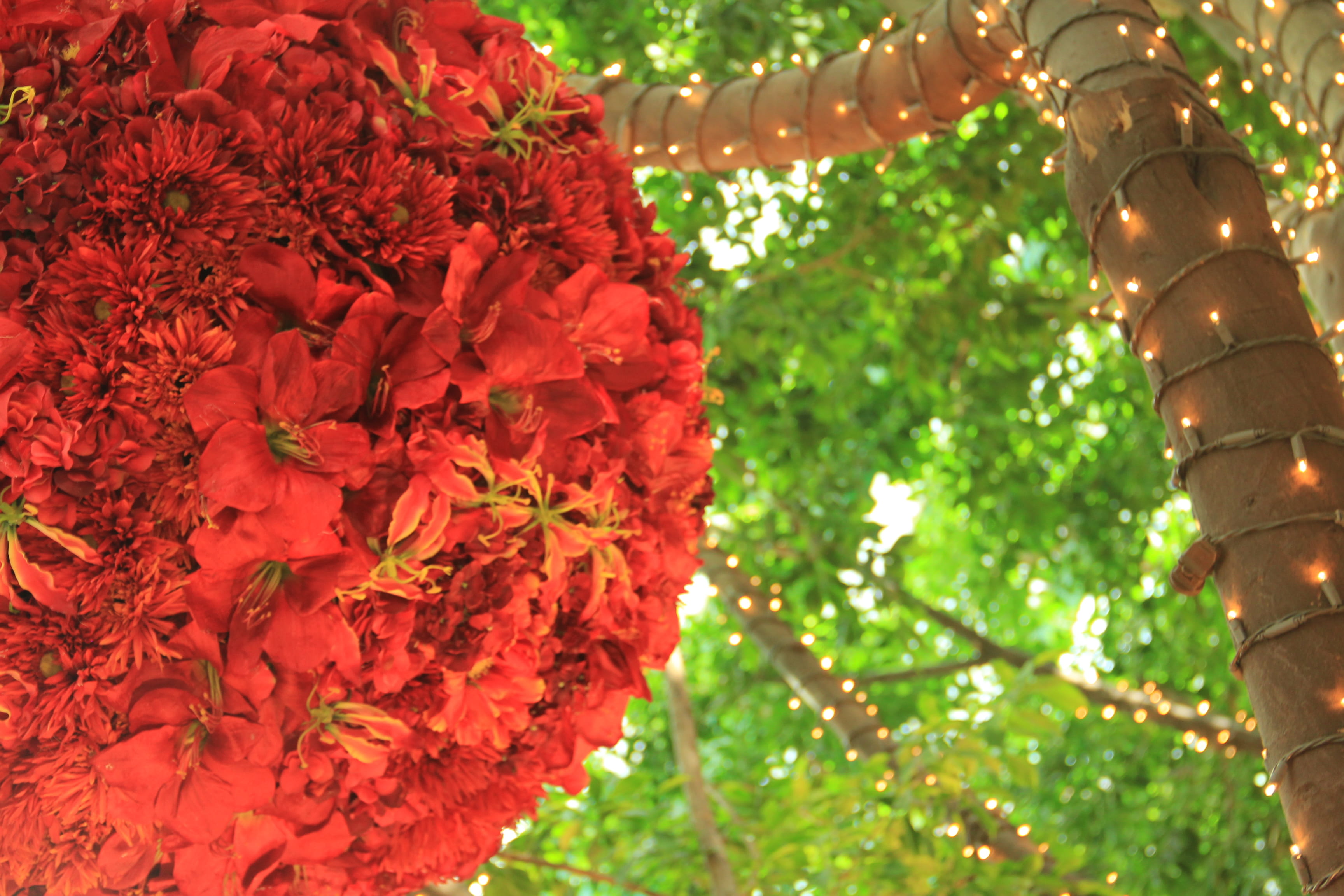 iris, house, close-up, flowering plant, red, springtime, toy, tree trunk, nature, no people, pinata, outdoors, dye, freshness, 2K, vegetation, carnation, HD Wallpaper