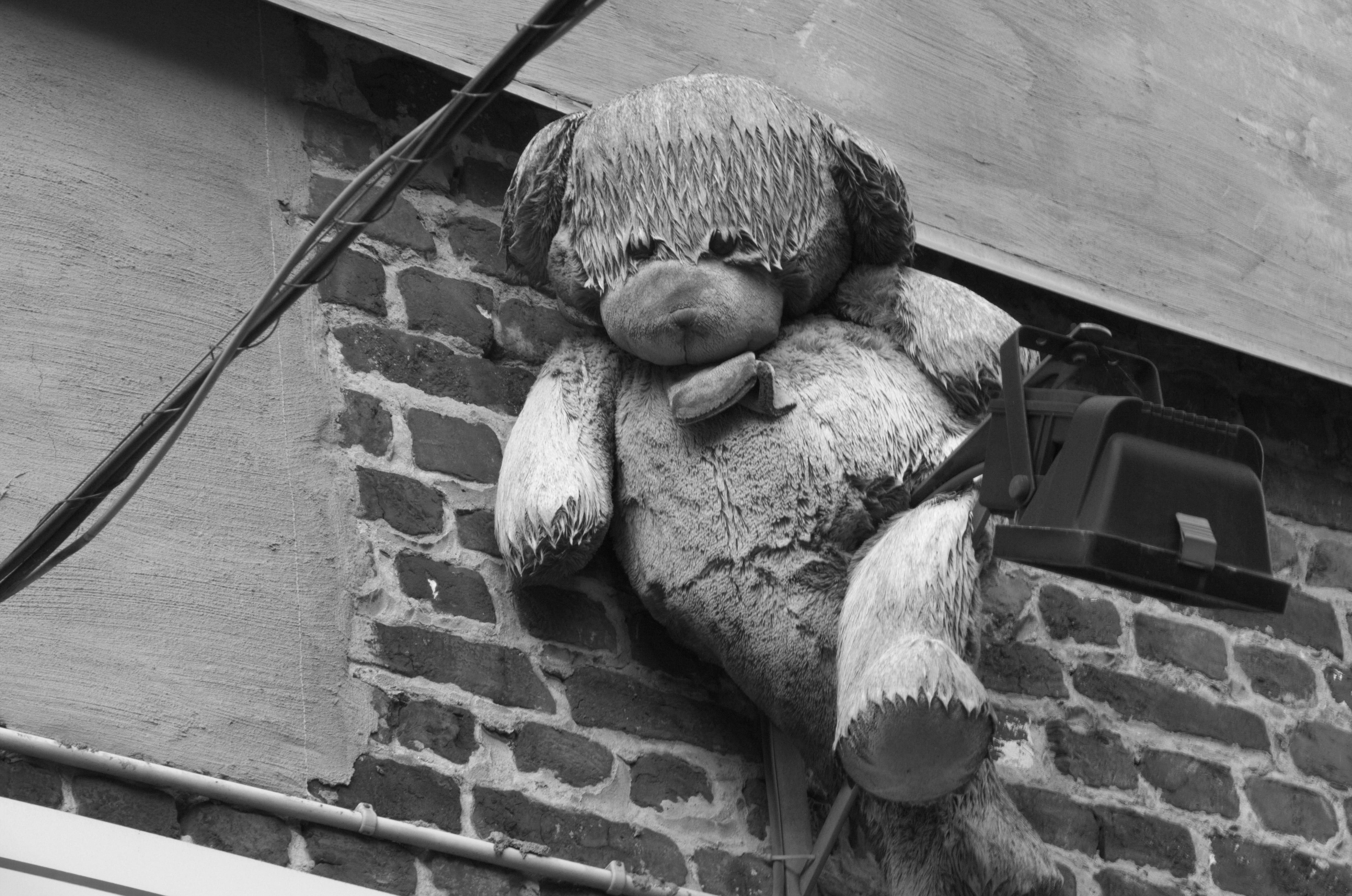 wall, wildlife, furniture, duel, representation, teddybear, 4K, belgium, brick, bear, wood, low angle view, teddy bear, bird, photo, grayscale, stuffed toy, HD Wallpaper