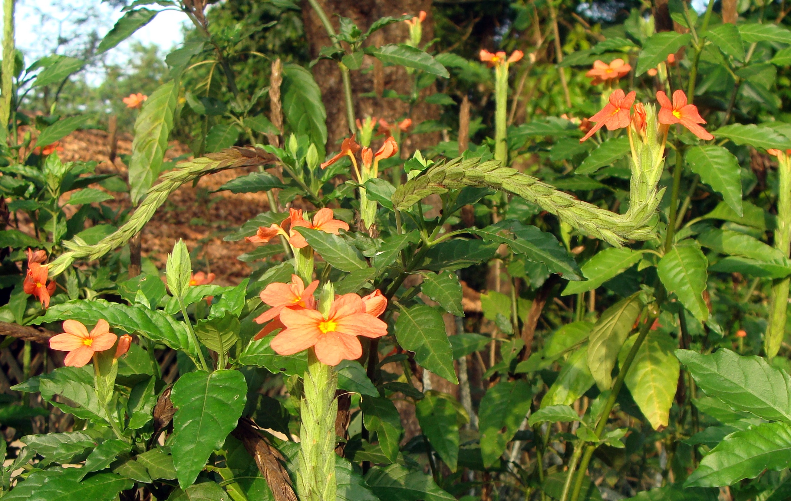 flower, nature, flowering plant, beauty in nature, green color, day, inflorescence, petal, flora, fragility, india, firecracker flower, botanical, outdoors, HD Wallpaper