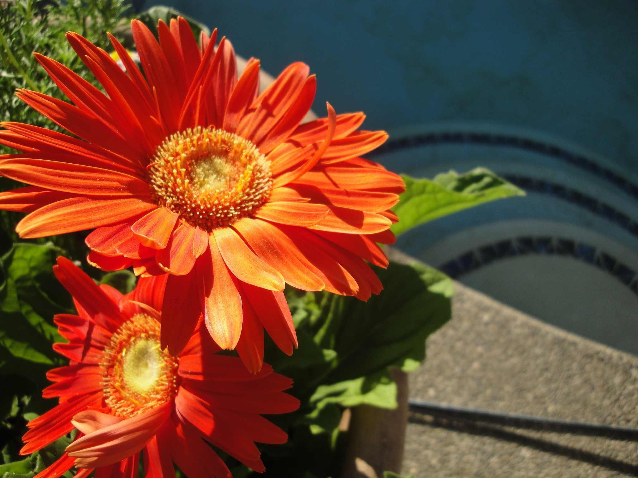 deep, bright, 1080P, s, pool, nature and, green, nature, forever, flowers, blue, gerberas, pools deep aqua, love, aqua, orange, HD Wallpaper