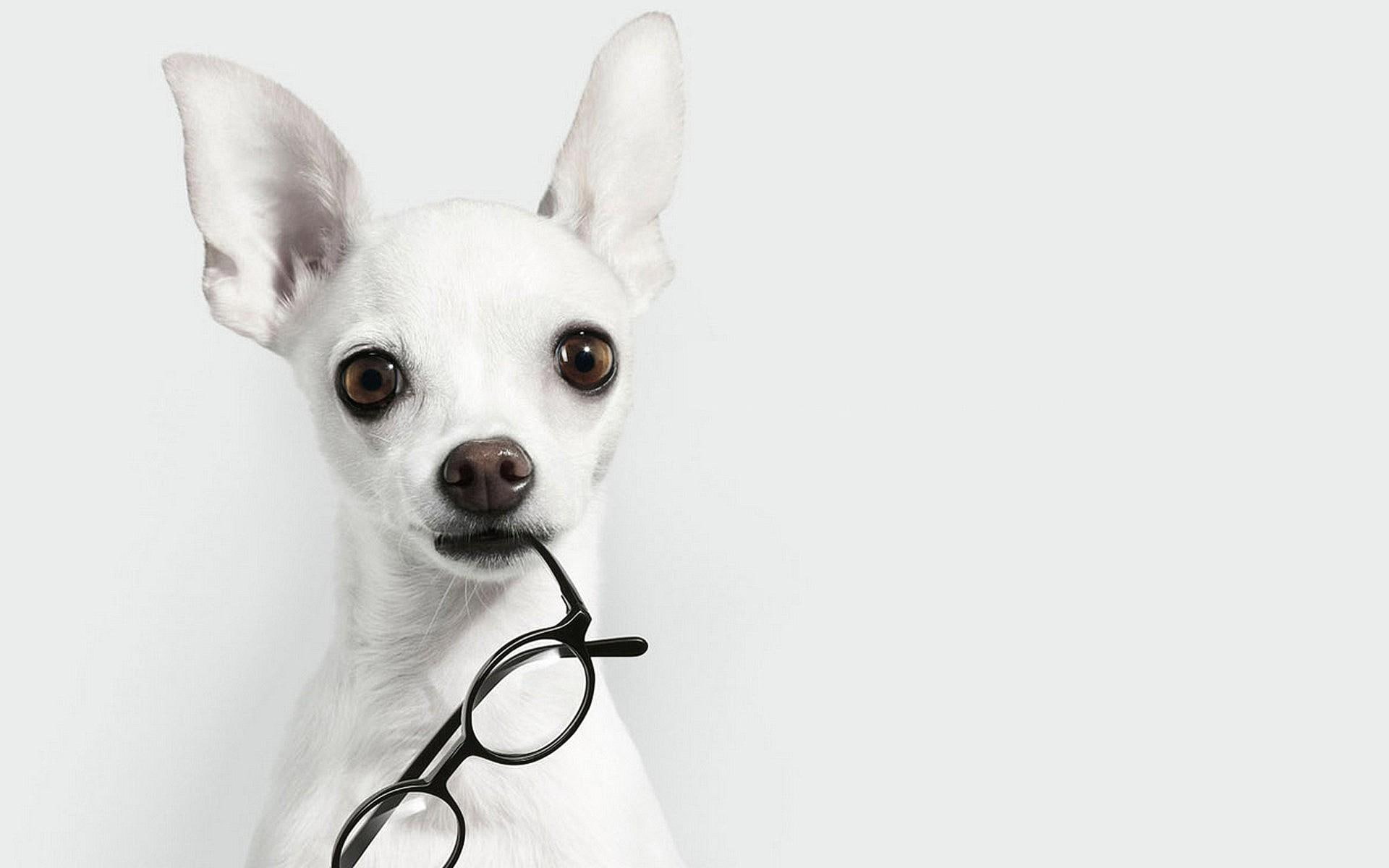 smal, tiny, brought, pretty, beautiful soul, little, white, forever, brown eyes, glasses, love, pure, animals, 1080P, HD Wallpaper