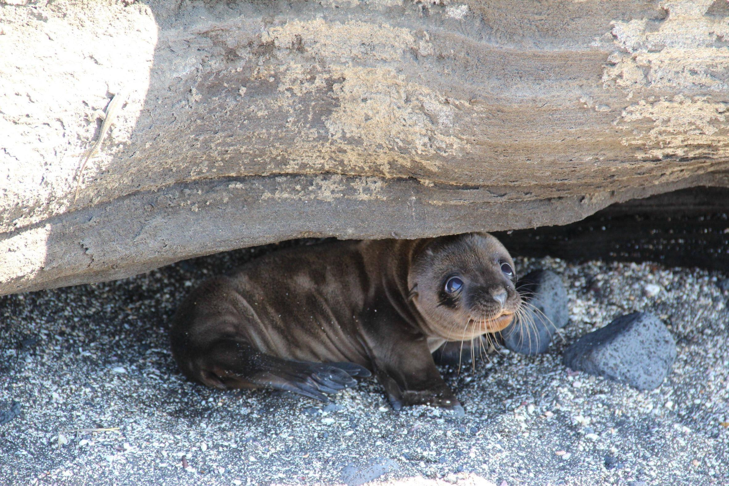 little, sweet, fellow, adorabl, sweetheart, small, tiny, happy, animals, love, foca, 1080P, forever, mammal, HD Wallpaper