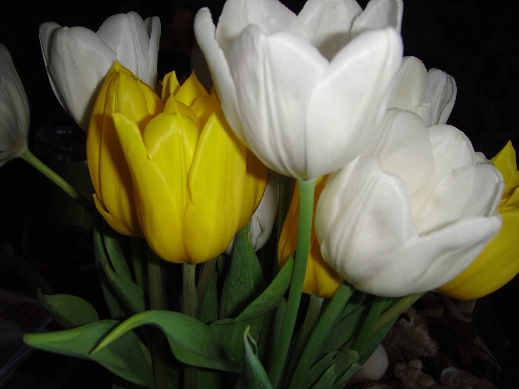 bunch, love, flowers, nature, green, forever, yellow, fresh, spring, 1080P, light, tulips, nature and l, white, HD Wallpaper
