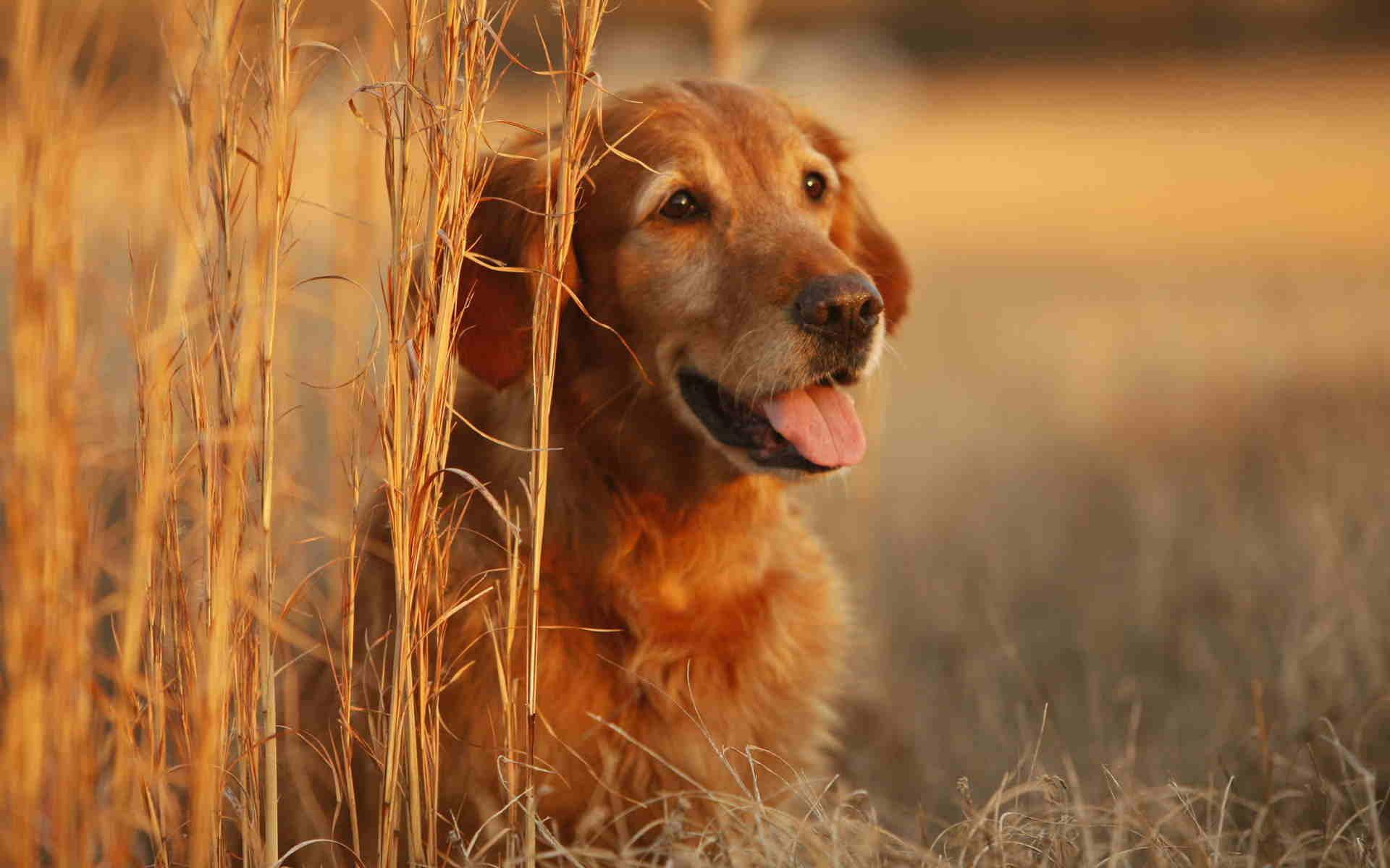 season, autumn, love, sweetheart, dogs, orange, 1080P, soul, forever, animals, HD Wallpaper