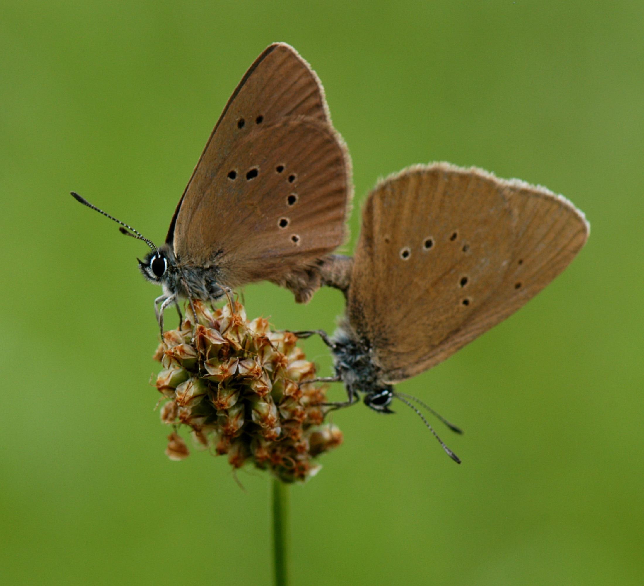 butterfly, light brown, green, 1080P, nectar, animals, forever, flower, garden, couple, love, HD Wallpaper