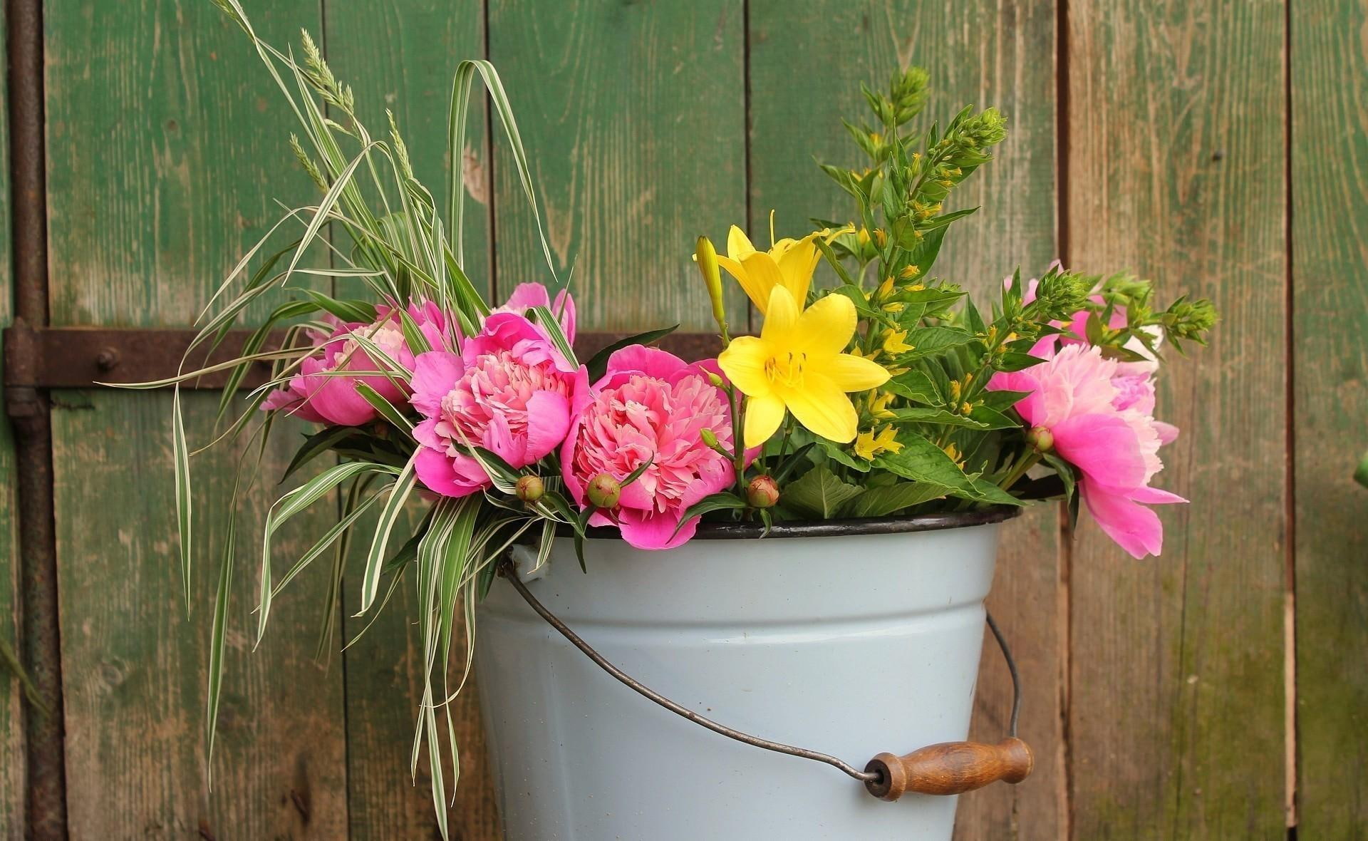 gate, metal, garden, green, bucket, love forever flowers, yellow, happy, nature, 1080P, pink, peonies, wonderful, HD Wallpaper