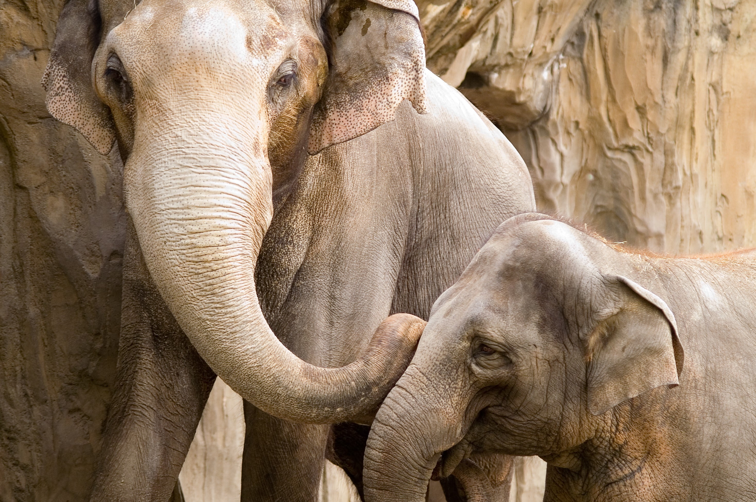 animal themes, animal wildlife, group of animals, elephant, animals, vertebrate, short, day, animal body part, safari, tan, outdoors, animal head, no people, HD Wallpaper
