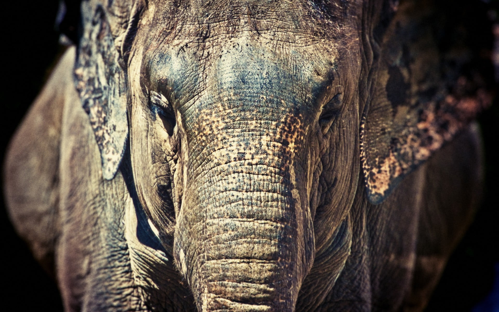 close-up, animal body part, herbivorous, vertebrate, outdoors, focus on foreground, animal eye, portrait, animal head, elephant, one animal, nature, animals in the wild, HD Wallpaper