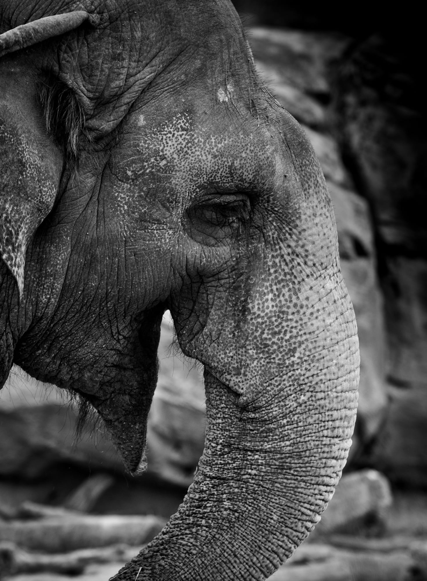 animal trunk, elephant, one animal, animal body part, animal, wildlife, land, animal wildlife, animal themes, day, vertebrate, portrait, profile view, african, Phone HD Wallpaper