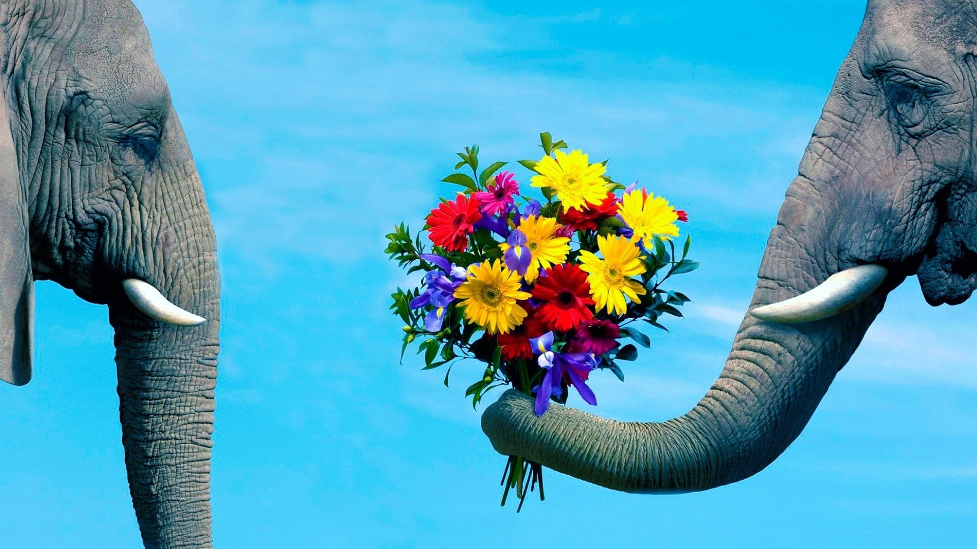 flower arrangement, flower, freshness, nature, flowers, wildlife, grey, elephant, animal themes, outdoors, romantic, swimming pool, tourism, animal, mammal, HD Wallpaper