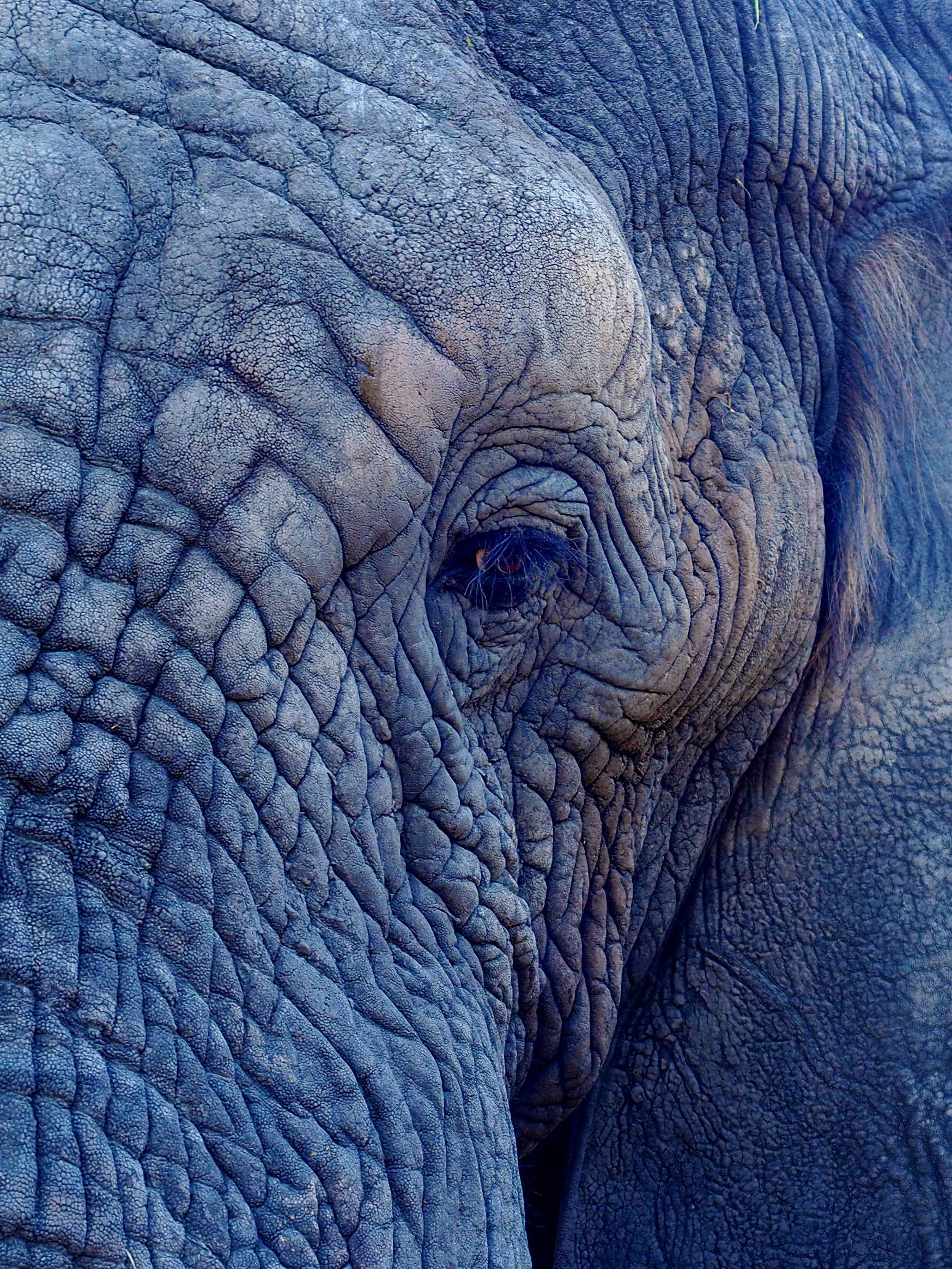 full frame, eye, herbivorous, wrinkled, elephant, pattern, animals in the wild, animal, animal wildlife, 1080P, textured, folds, gray, vertebrate, no people, Phone HD Wallpaper