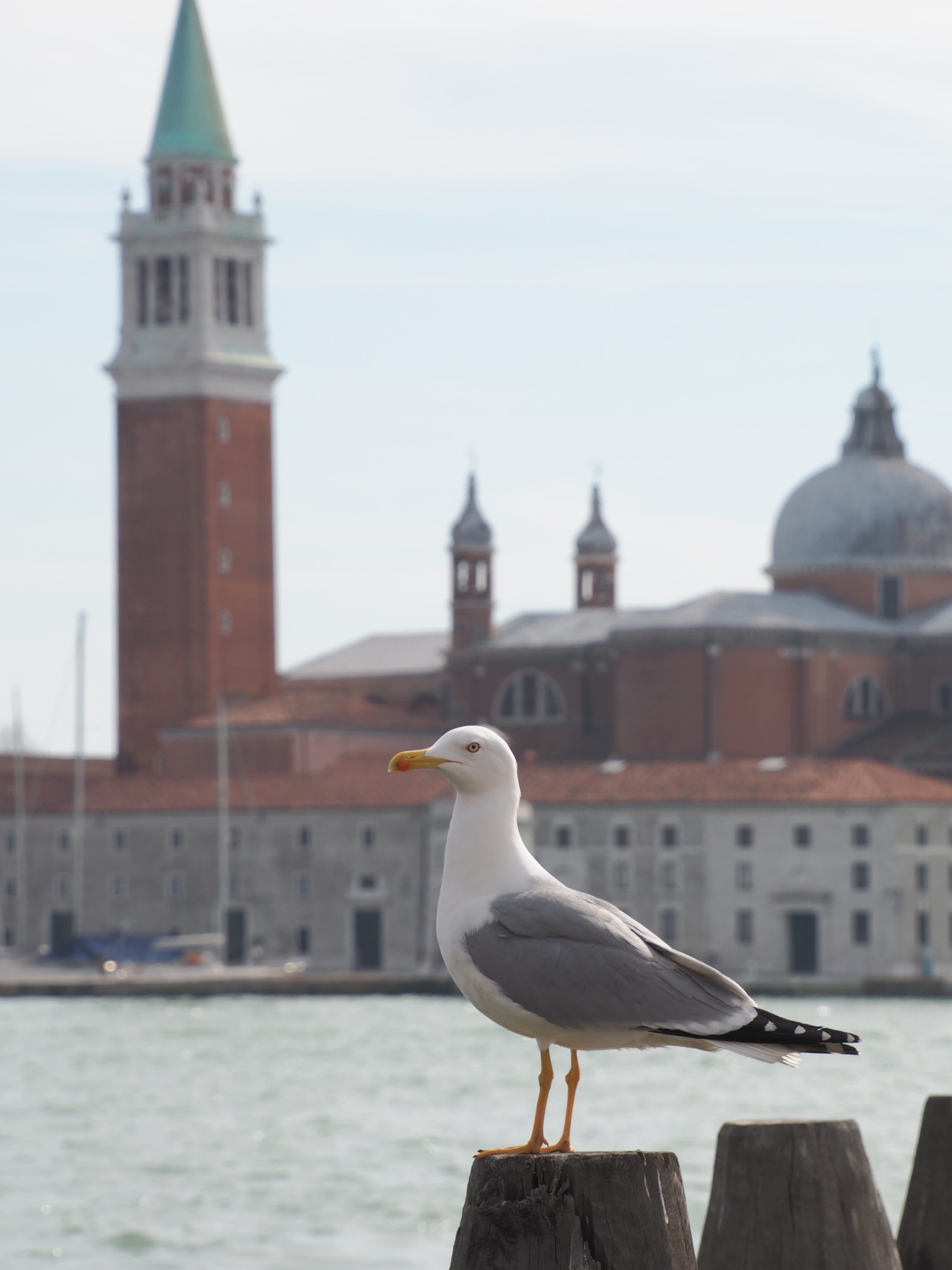outdoors, place of worship, Bird, building exterior, built structure, perching, day, vertebrate, architecture, focus on foreground, sky, Church, Venice, Phone HD Wallpaper