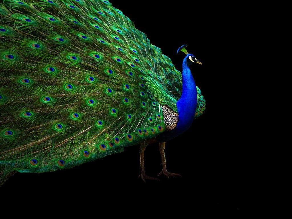 animals, Bird, 480P, peacock, animal, art, birds, hd, HD Wallpaper