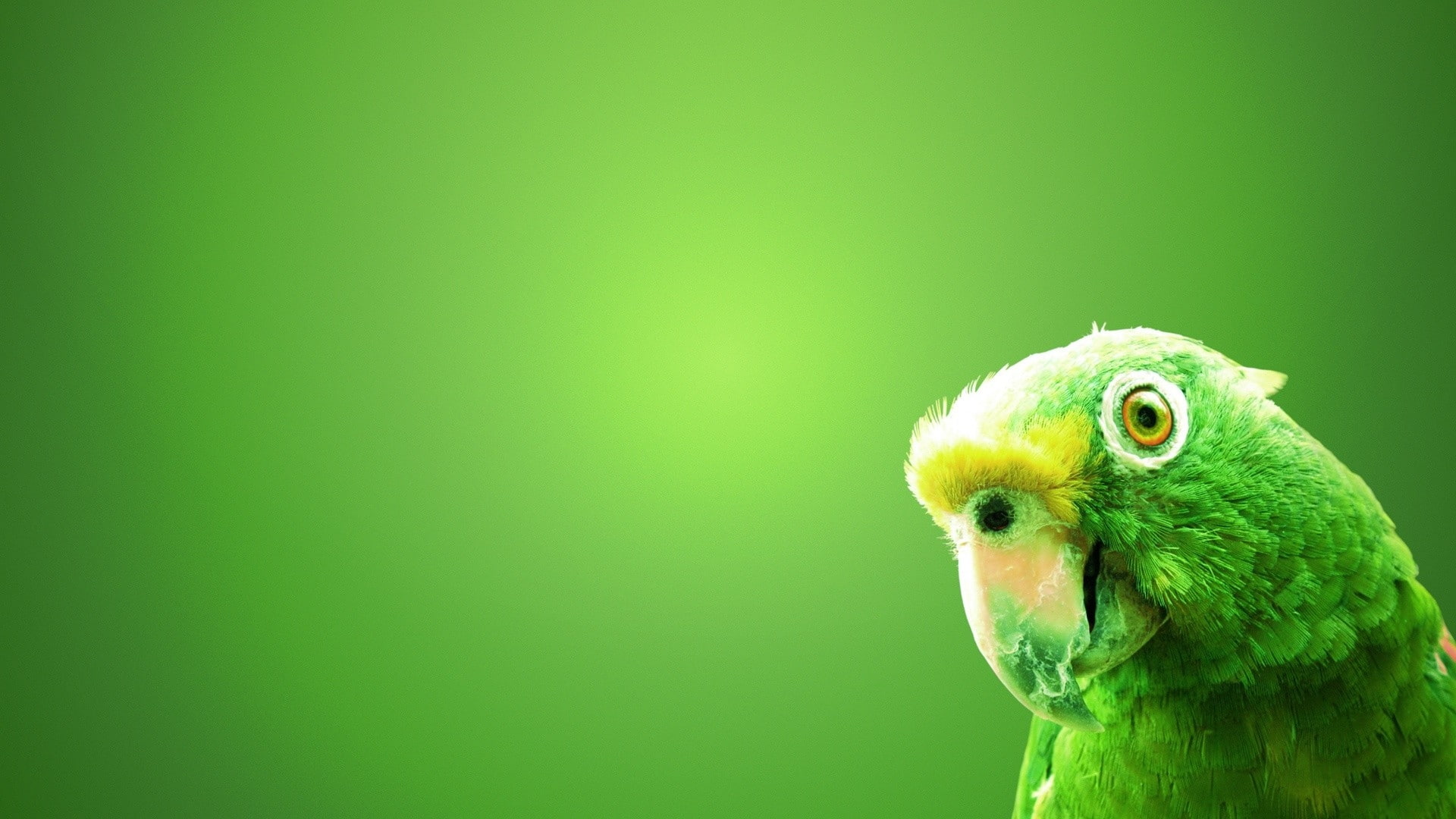 BIRDS, parrots, x, art, 1080P, hd, animals, Green, HD Wallpaper