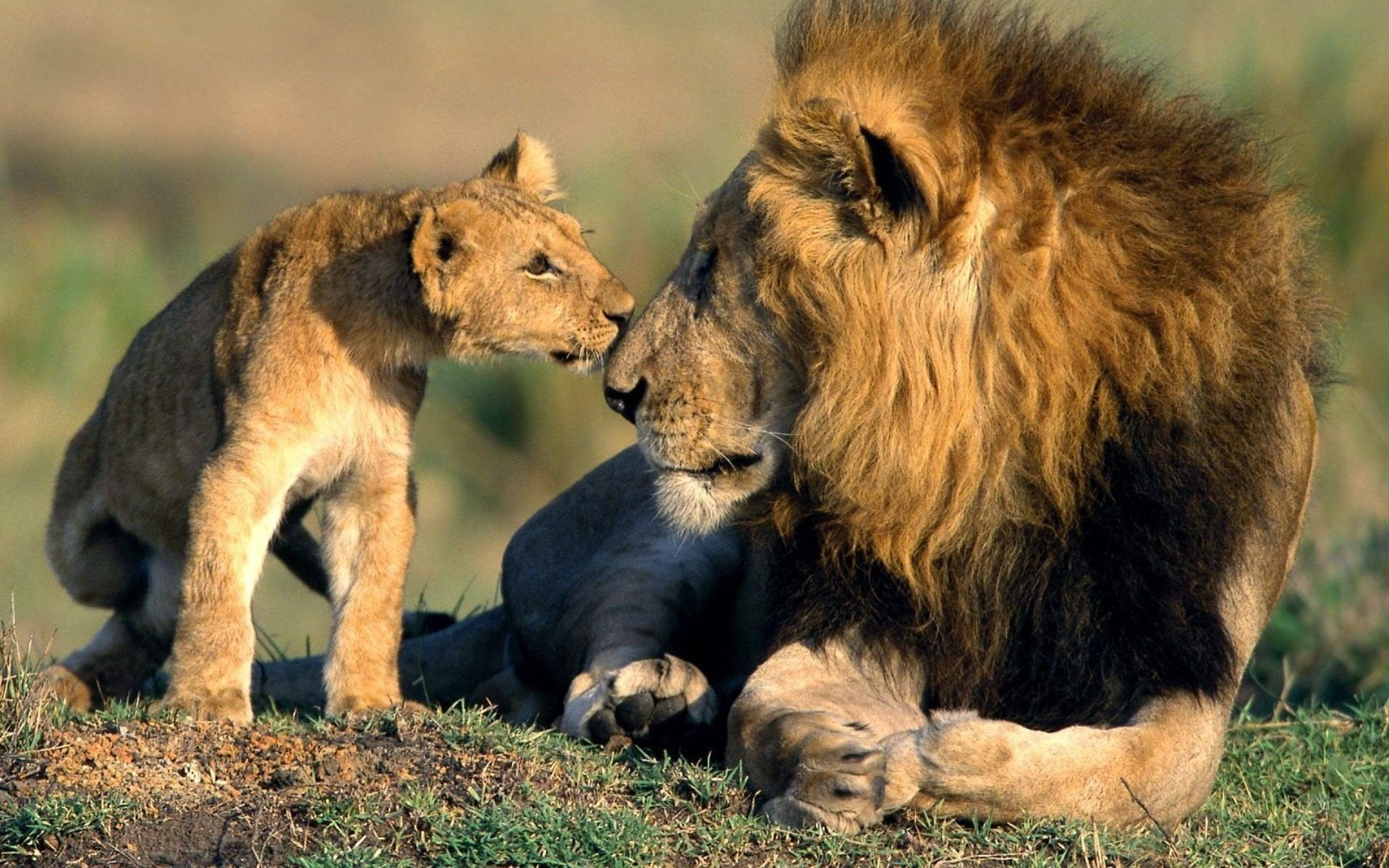 Asiatic, With, Beauty, Amazing, baby, cute, animal, Cub, 1080P, lion, HD Wallpaper