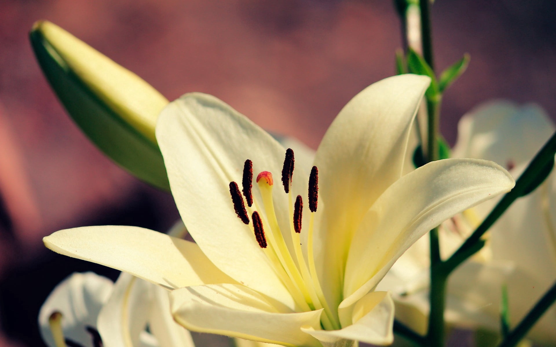 vulnerability, fragility, 1080P, flower, lilies, growth, flower arrangement, springtime, focus on foreground, flowering plant, petal, no people, plant, HD Wallpaper