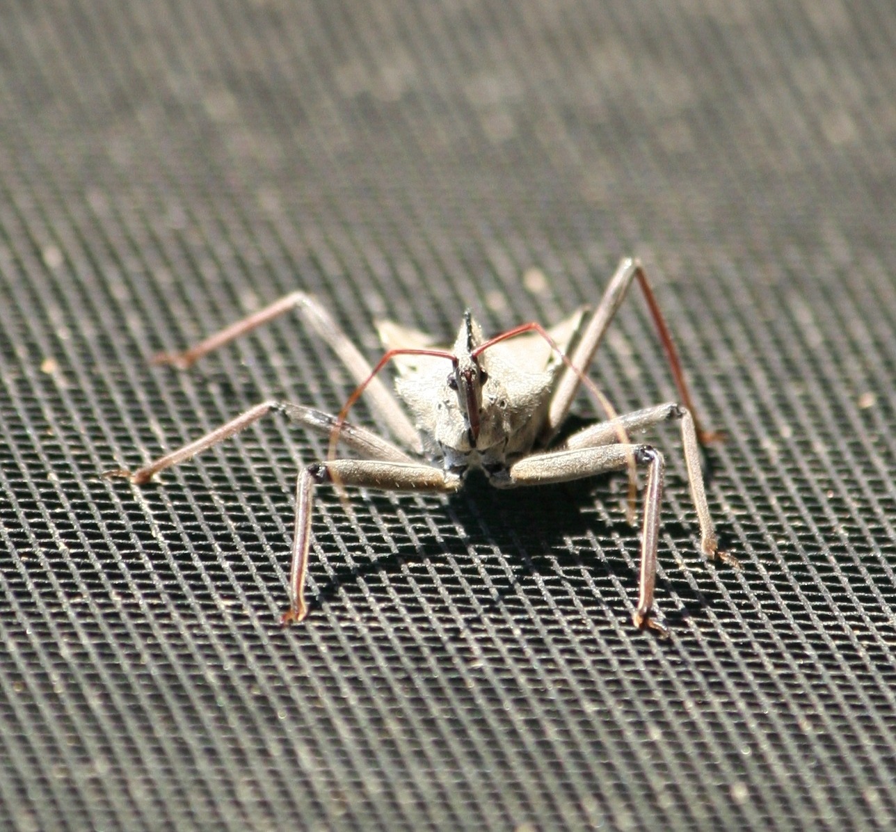 surface, 720P, arthropod, aggressive, zoology, selective focus, wheel, outdoors, no people, painful bite, close-up, animal wildlife, carnivore, arilus cristatus, HD Wallpaper