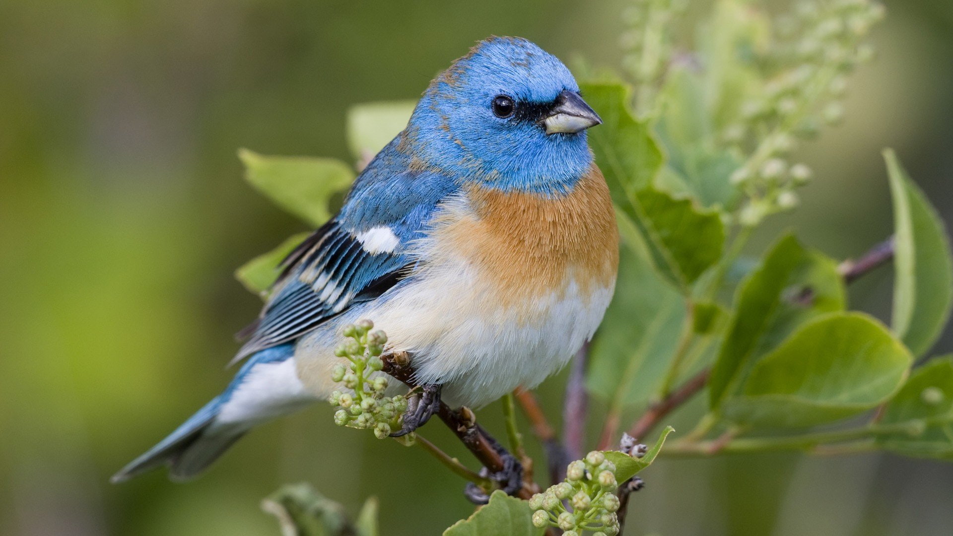 beauty in nature, full length, focus on foreground, no people, selective focus, branch, songbird, outdoors, birds, Lazuli, animal themes, plant, nature, HD Wallpaper