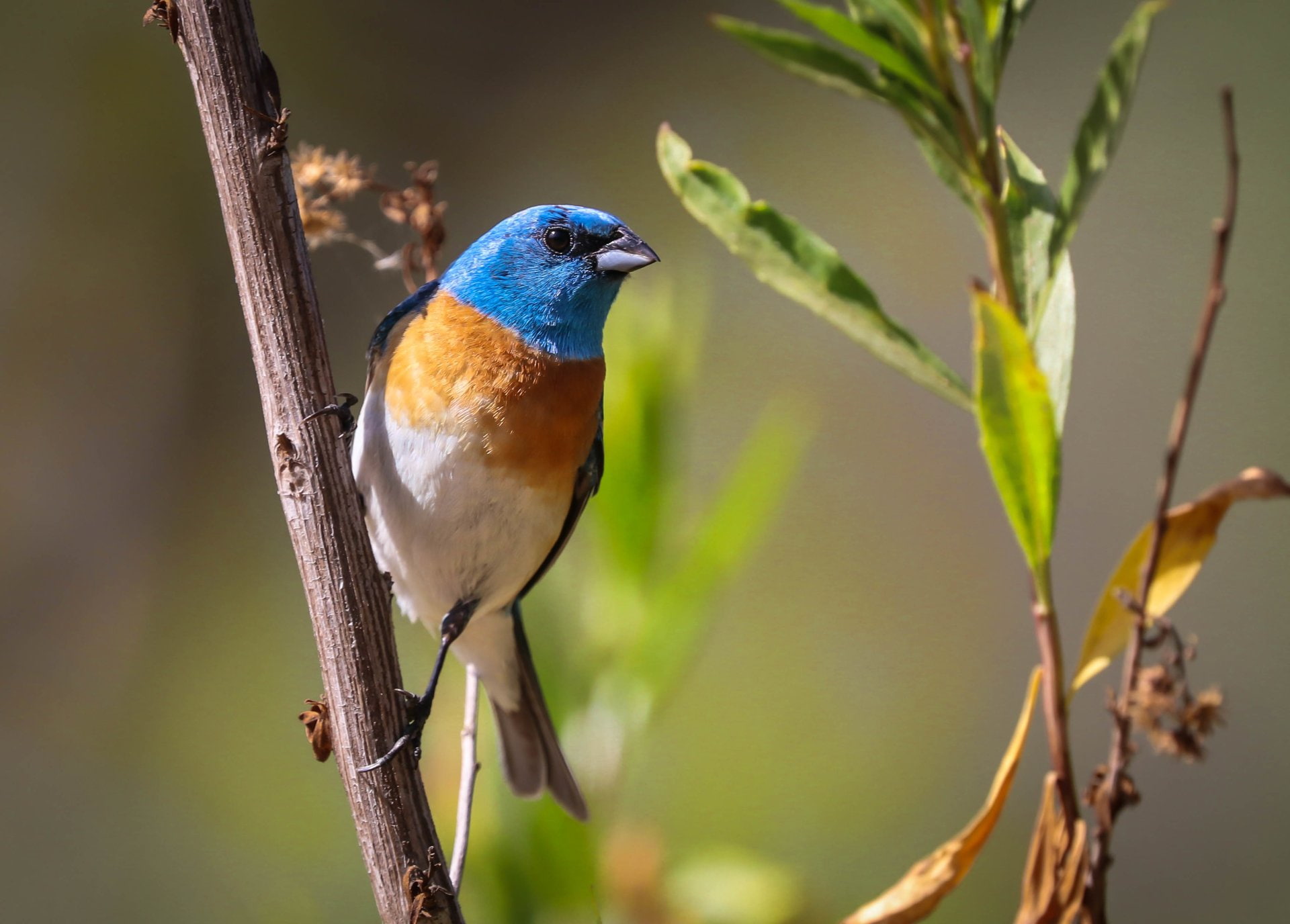 1080P, Bird, Birds, Lazuli Bunting, HD Wallpaper