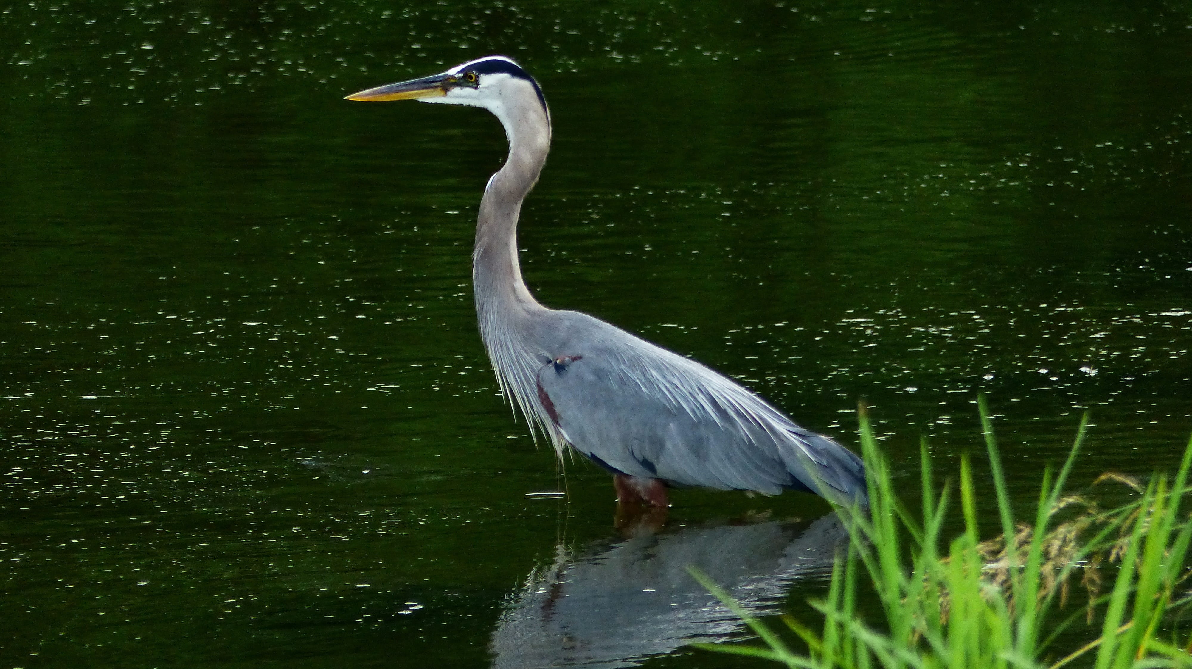 day, animal, feathers, vertebrate, water, outdoors, animal themes, animal neck, beauty in nature, sinner, water bird, no people, gray heron, animal wildlife, HD Wallpaper