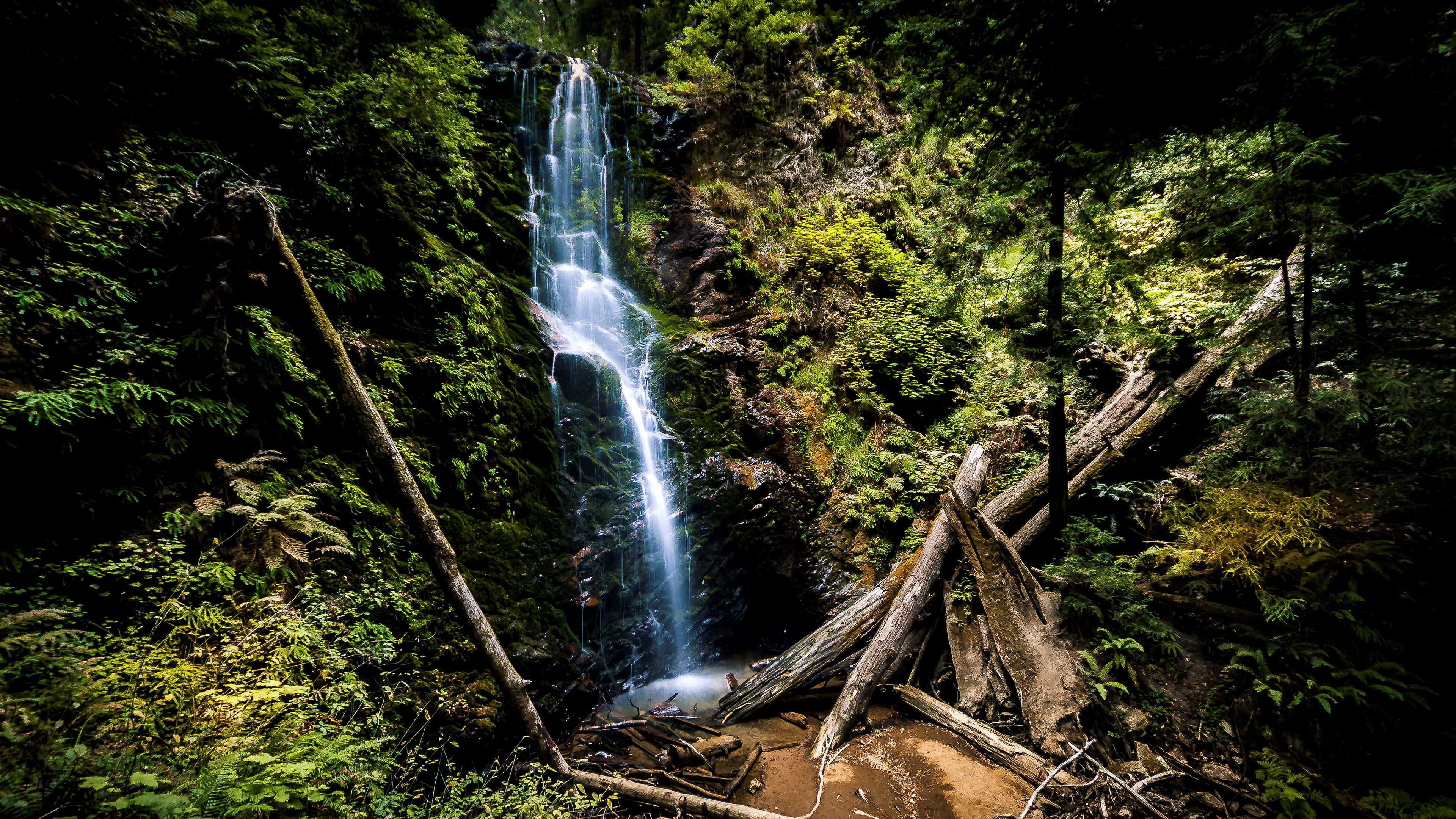 plant, green color, falling water, day, beauty in nature, environment, tree, flowing water, low angle view, motion, flowing, 4K, growth, waterfall, water, HD Wallpaper