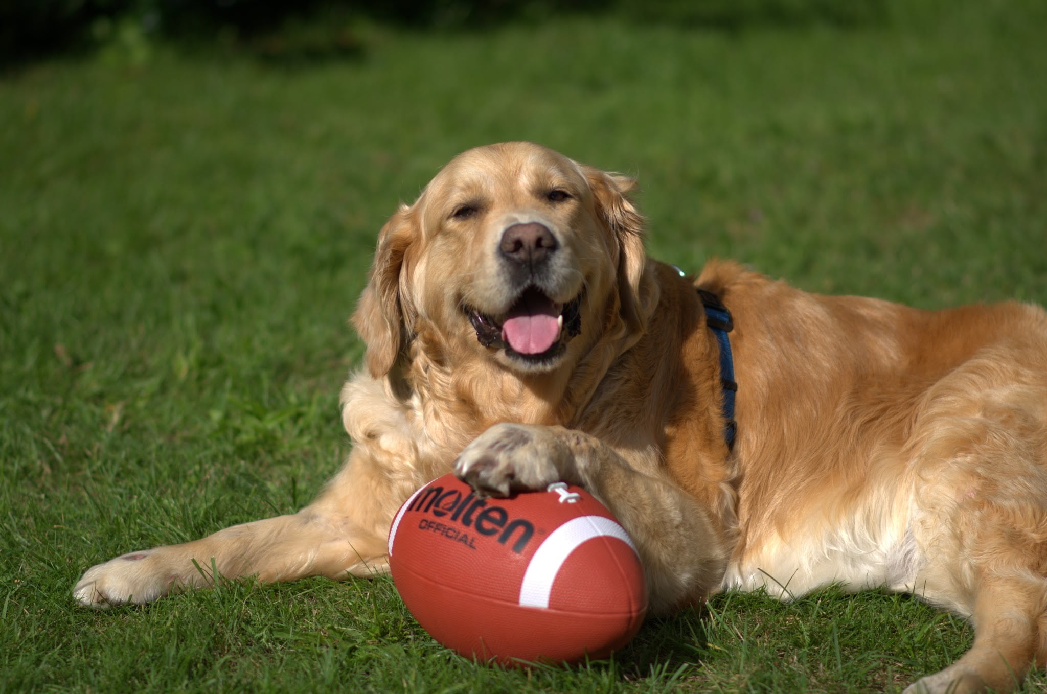 land, cute, dog, purebred Dog, field, playing, sport, retriever, mouth open, looking at camera, ball, animal, plant, playful, mammal, vertebrate, lying, HD Wallpaper