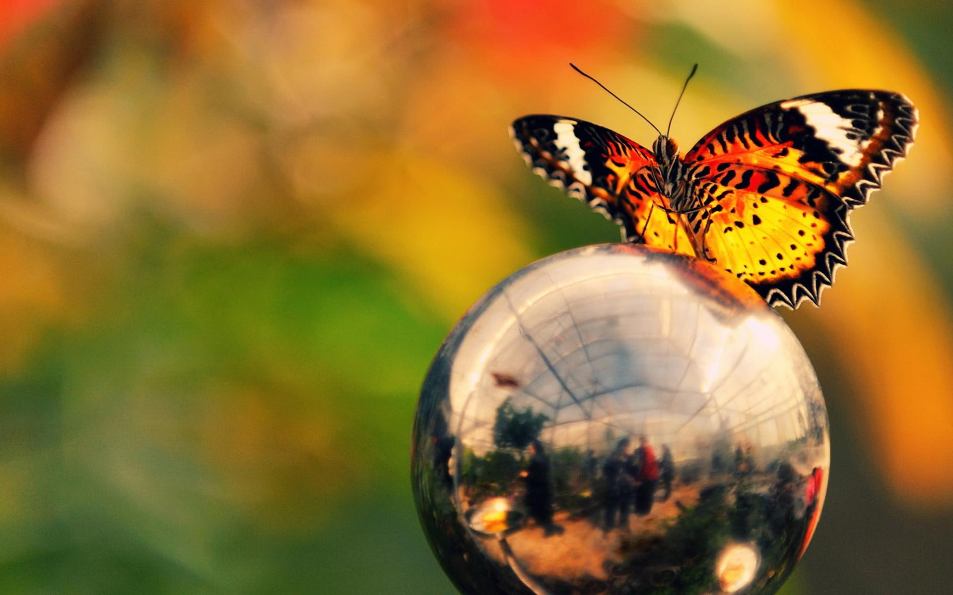 ball, insect, butterfly, 1080P, animals, golden ball, nature, HD Wallpaper