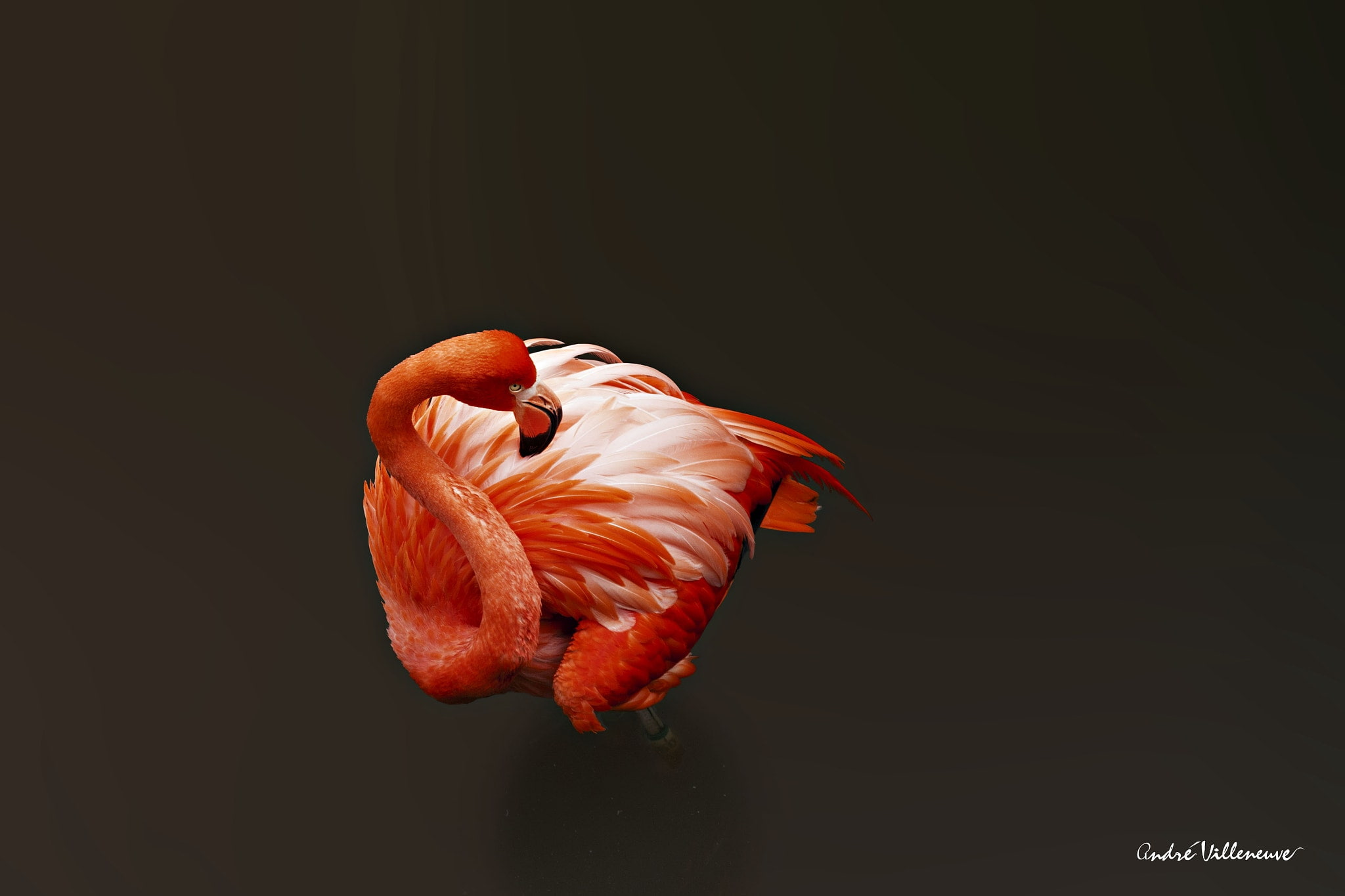 animals, 1080P, birds, Andre Villeneuve, flamingos, HD Wallpaper