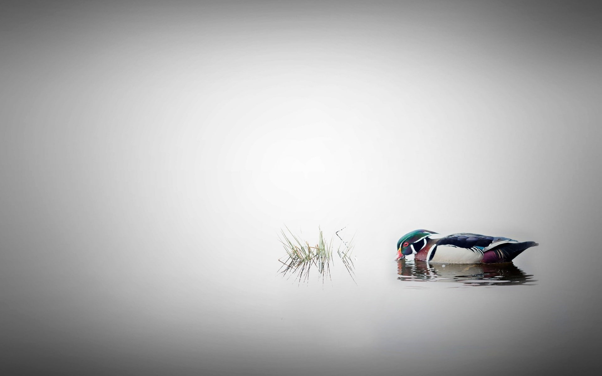 water, 500px, Andre Villeneuve, 1080P, nature, duck, animals, HD Wallpaper