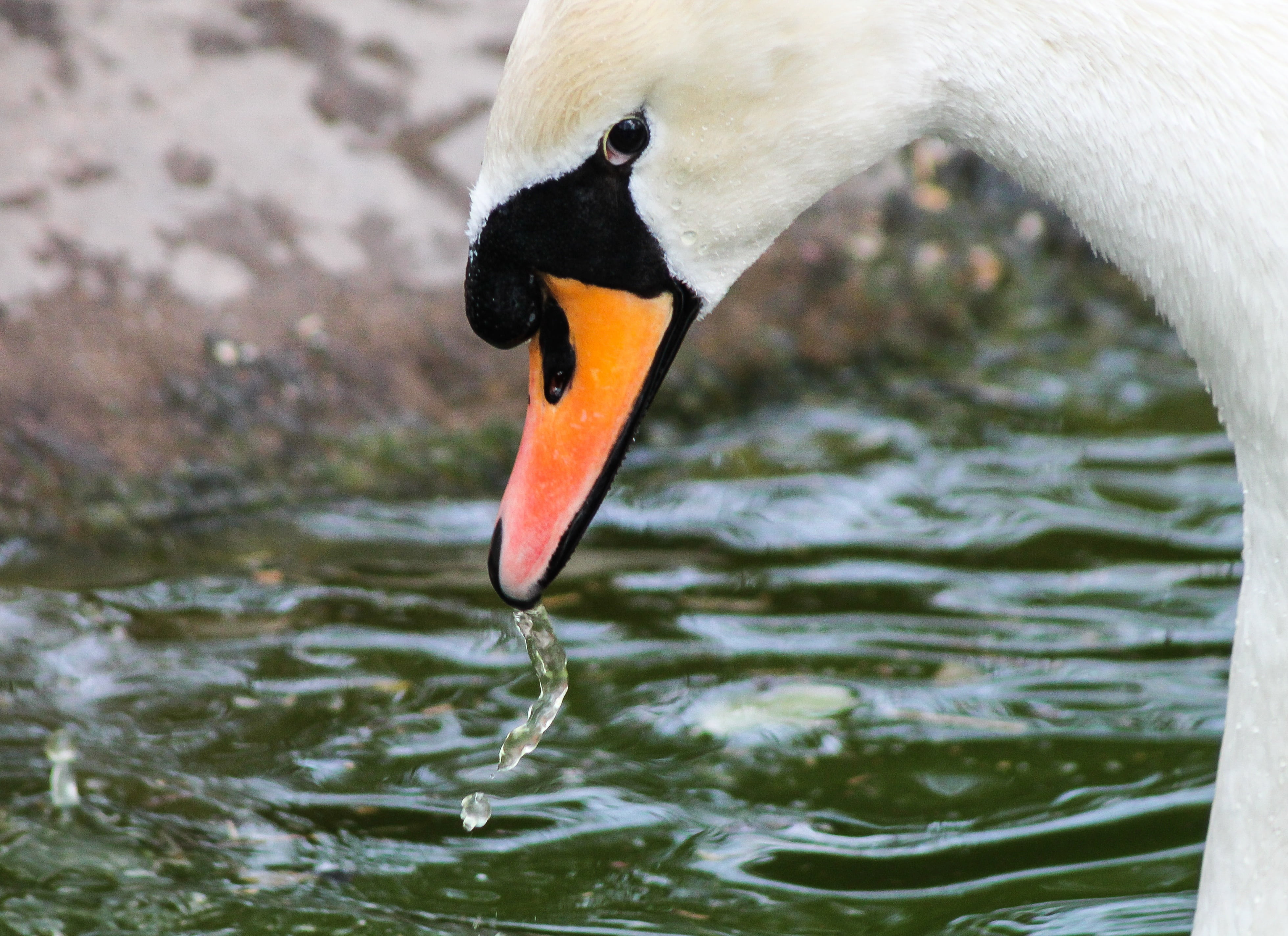 one animal, beak, wildlife, bird, water droplets, water, waterfront, animal themes, swan portrait, no people, outdoors, hattyúcsőr, fauna, floating on water, HD Wallpaper