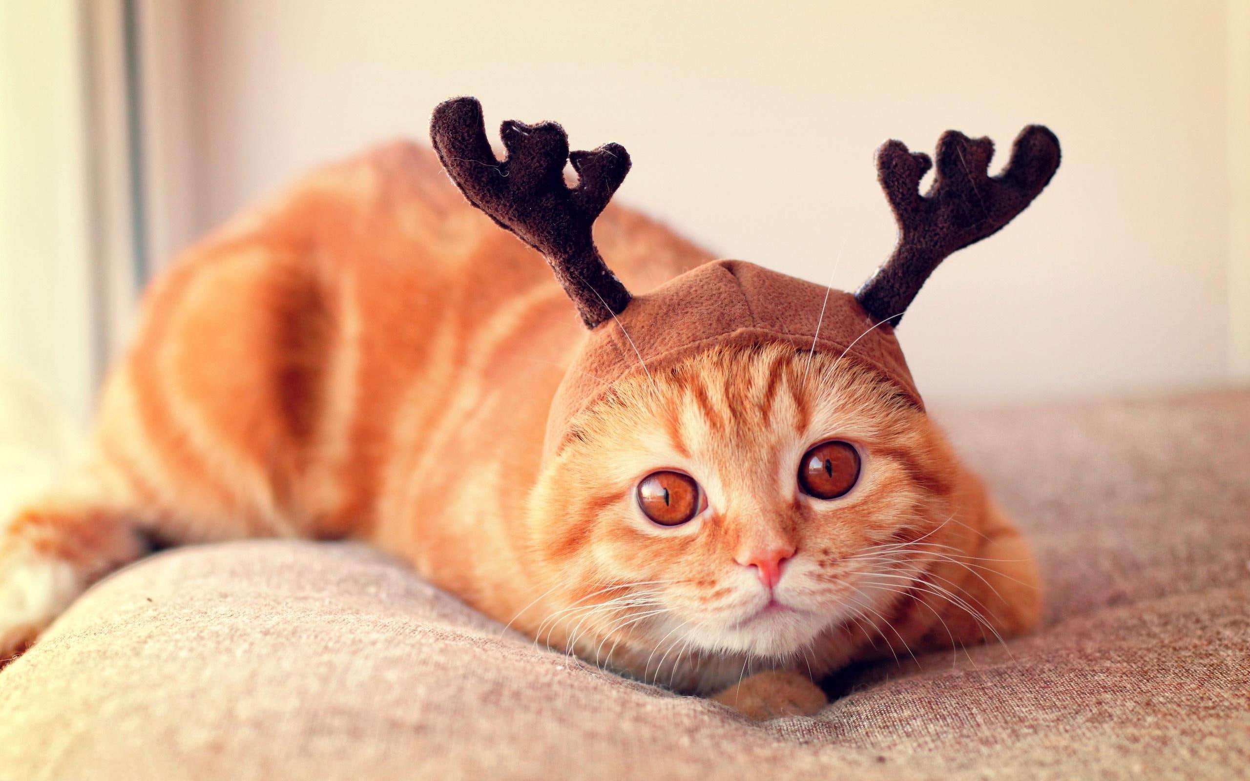 reindeer, headpiece, cute, funny, eyes, 2K, cat, HD Wallpaper