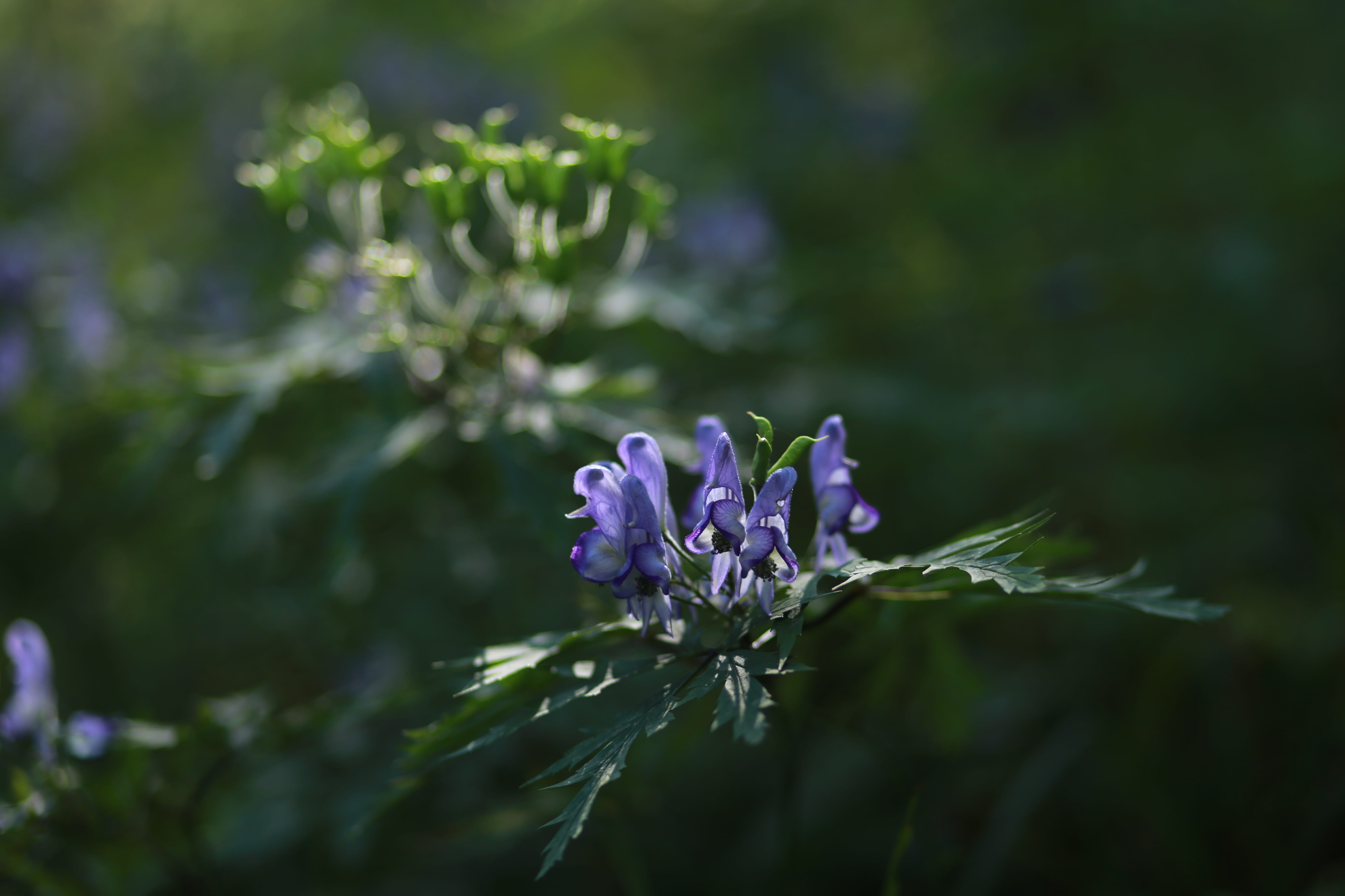 outdoors, plant, freshness, growth, botany, fragility, beauty in nature, flowers, petal, vulnerability, headpiece flower, flower head, purple, nature, poisonous plants, HD Wallpaper