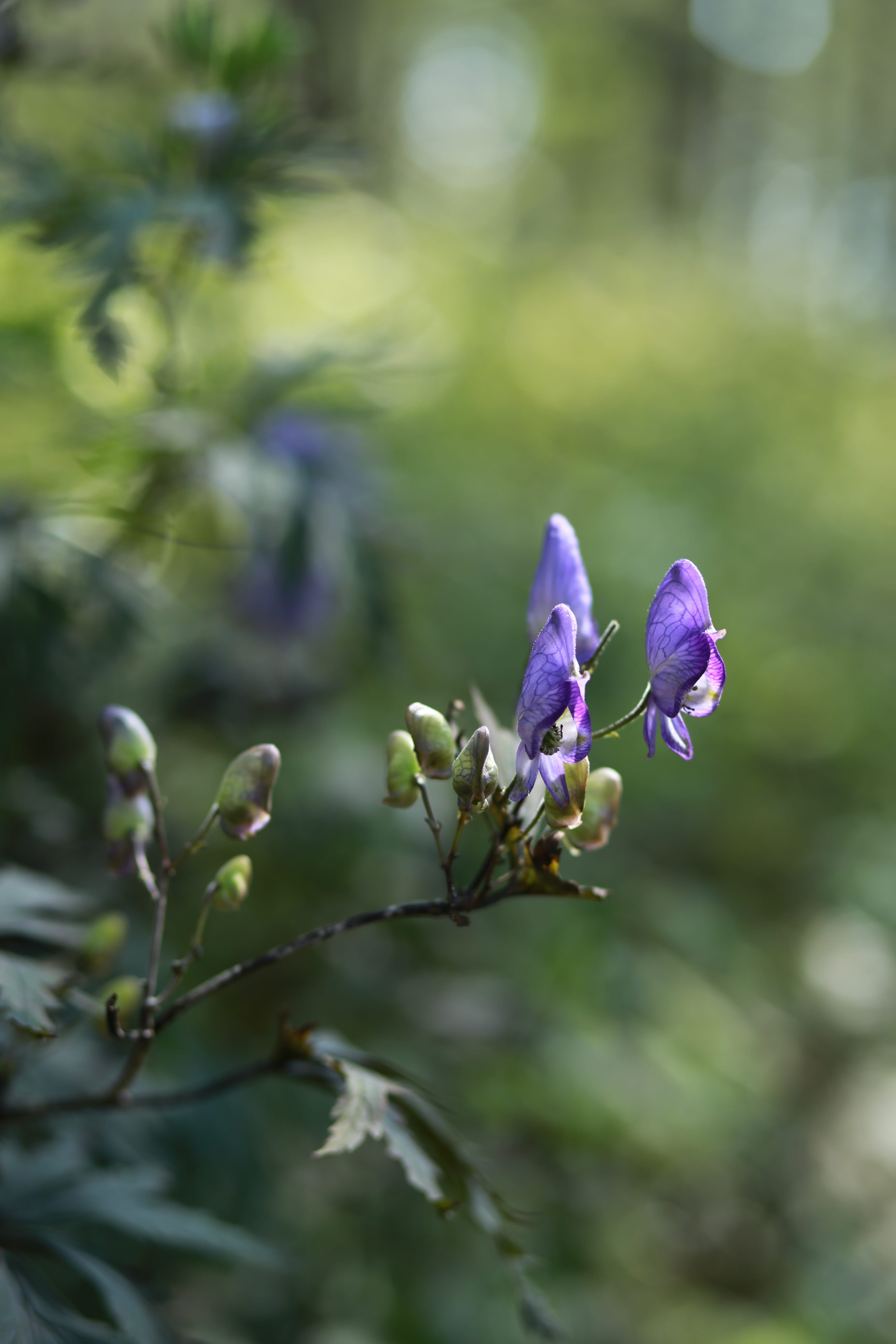 fragility, 5K, purple, plant, germany, flowering plant, headpiece flower, poisonous plants, flower head, growth, vulnerability, nature, beauty in nature, Phone HD Wallpaper