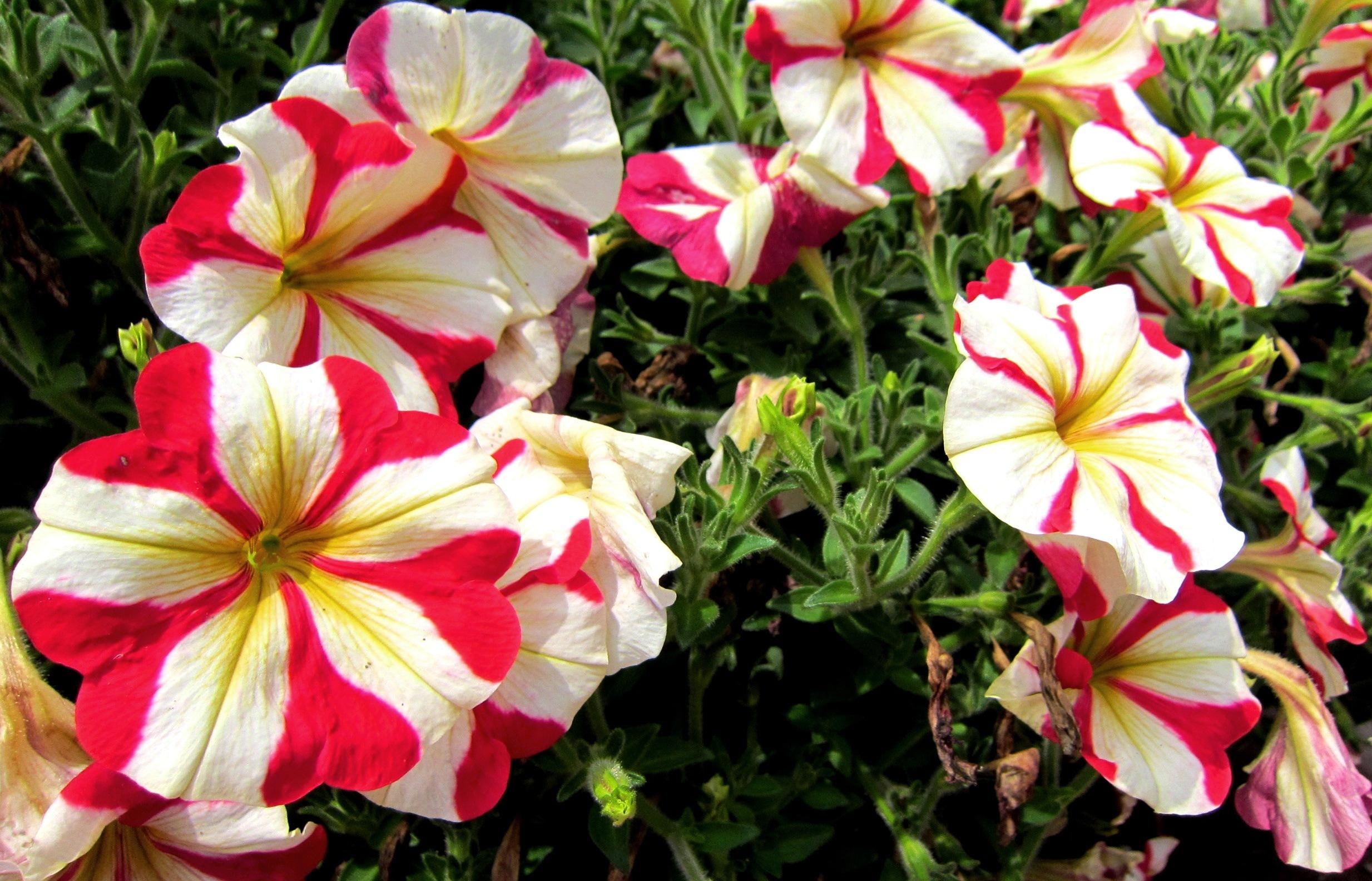 petunia, colorful, beautiful, common, trumpet-shaped, 3d and abstract, vivid colors, 1080P, HD Wallpaper