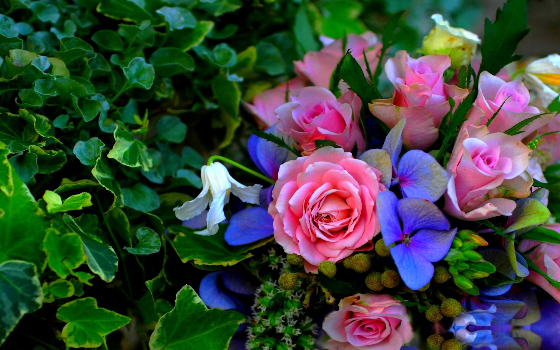 1080P, 3d and abstract, wishes, birthday, purple, pink, flowers, gift, white, cherie, roses, HD Wallpaper